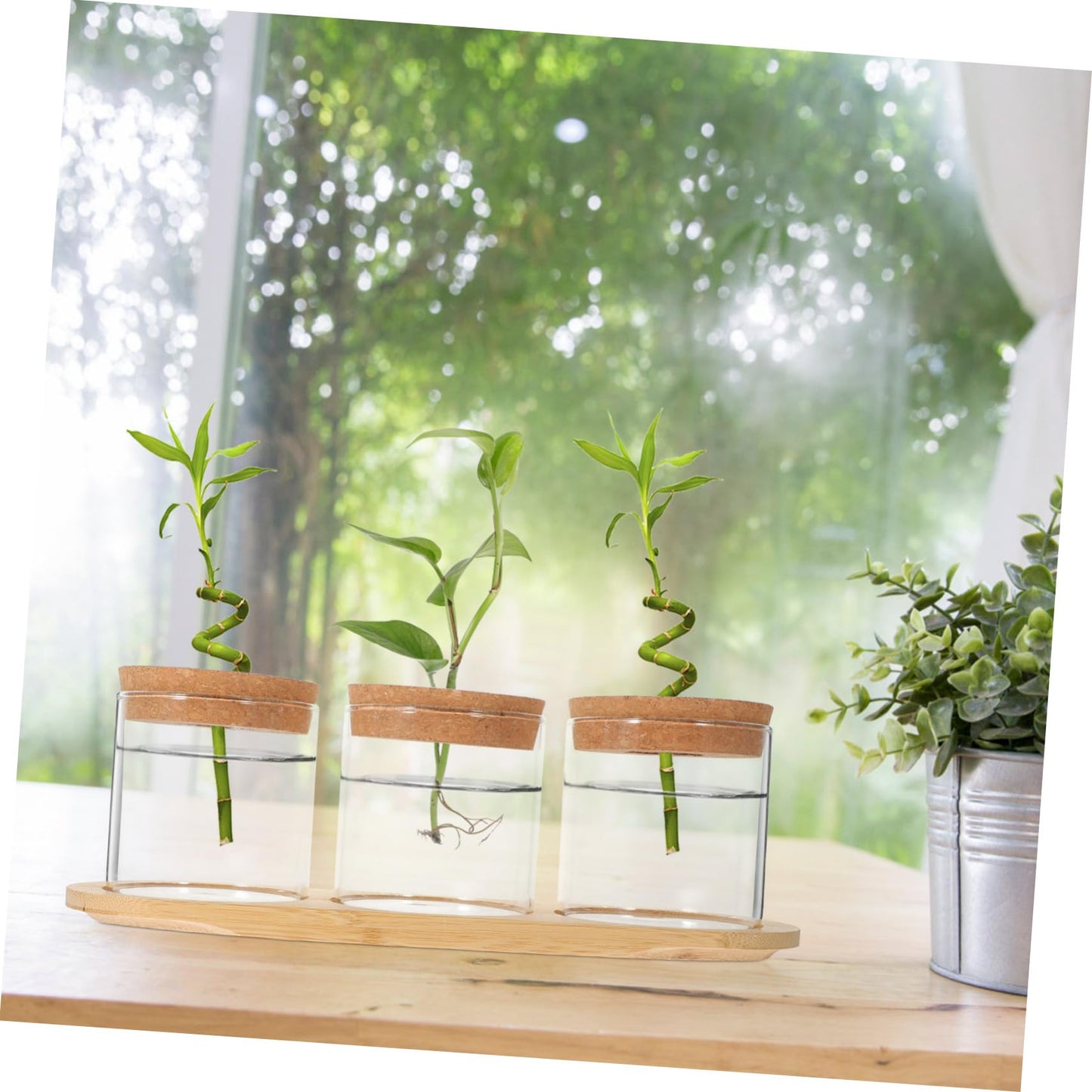 Sosoport Glass Plant Vase for Terrarium Air Plant Holders Houseplants Hydroponics Planting Vase