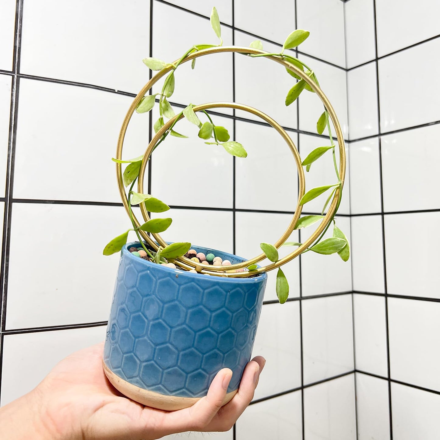 Mirthdino Hoya Trellis- Metal Plant Trellis Indoor 3-Pack for Climbing Plants - Gold Small Garden Trellis for Ivy and Flowers - Unique Patterns - Outdoor Potted Plant Support
