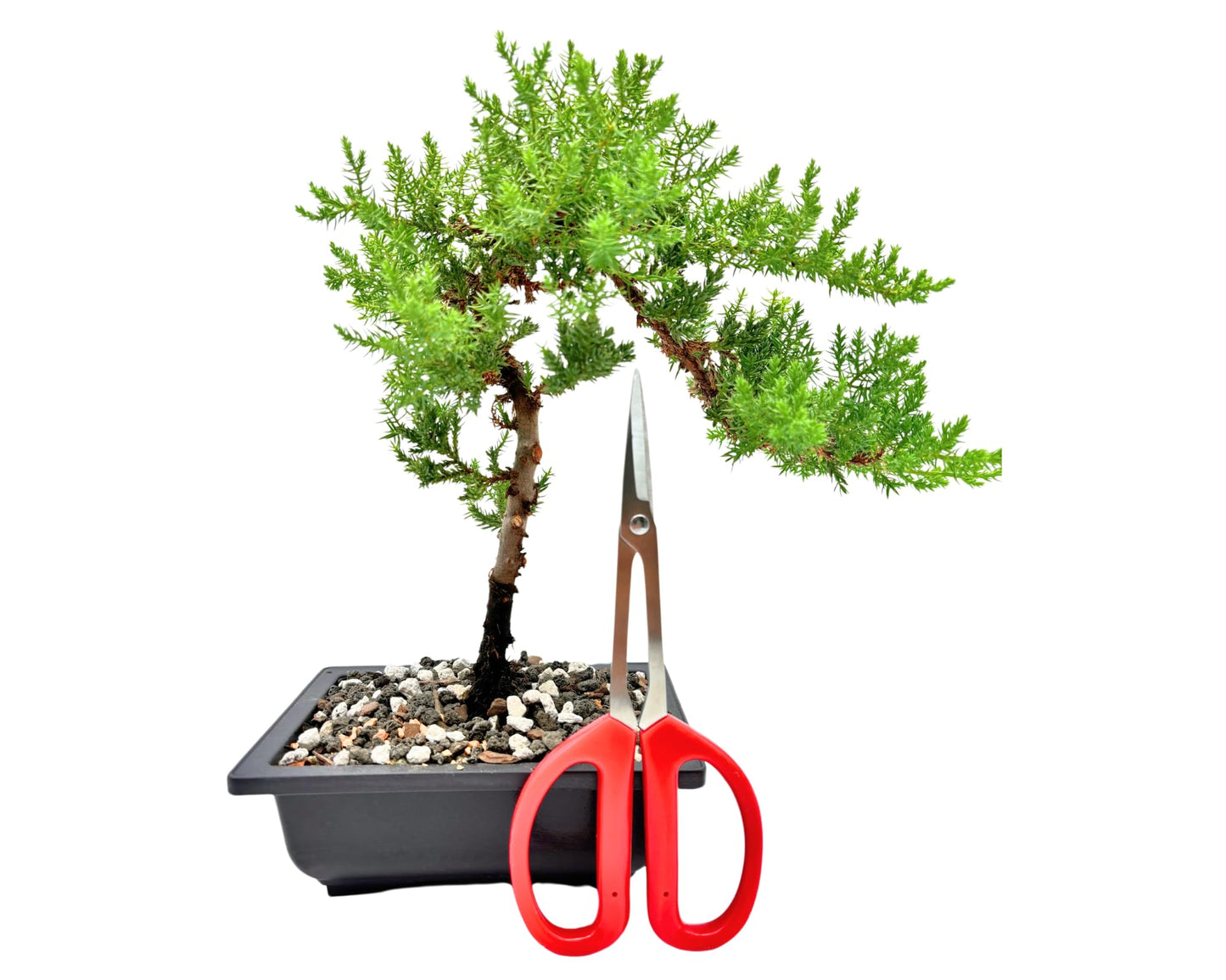 Bonsai Scissors By The Bonsai Supply- Stainless Steel