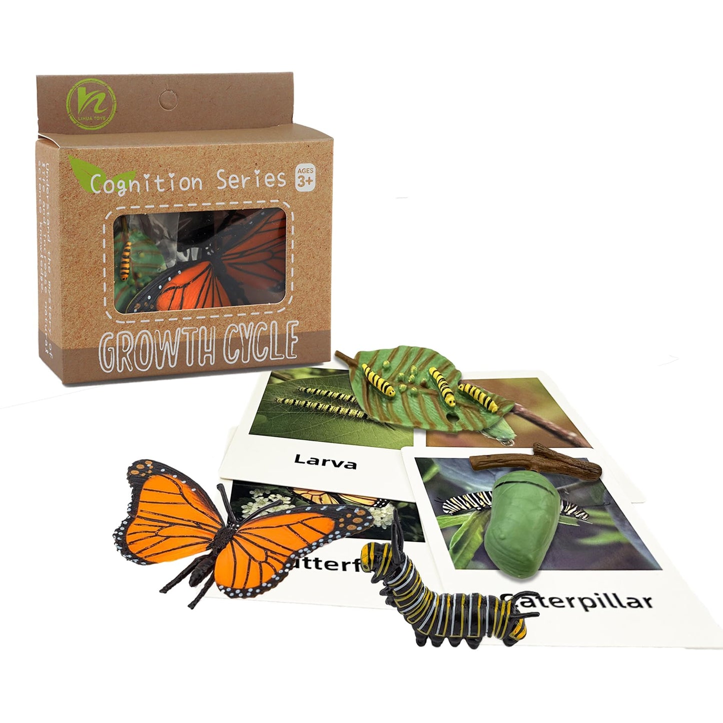 Mbrain 4pcs Butterfly Growth Cycle with Flash Cards,Life Cycle Learning & Education Toys,Montessori Toys,Gift for Girl & Boy for 3 4 5 6 7 Year Old (Butterfly)
