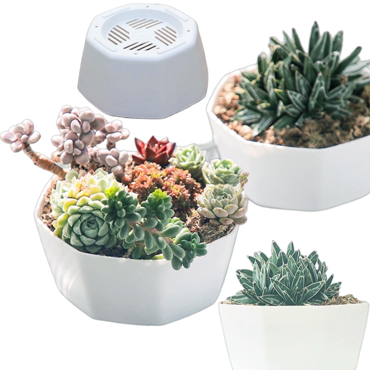 BovcTrraann 4 Pack Shallow Succulent Plant Pots with Tray and Drainage Holes, Shallow Planter for Indoor and Outdoor Gardening, Succulent pots for Succulents Cactus and Herbs (5.9 Inch)