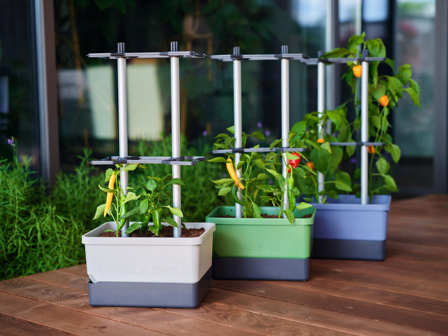 BUZZY Seeds Charly Chili Self-Watering Planter with Vertical Trellis – 1.2 Gal Reservoir, Large Capacity Planter for Chili Peppers, Bell Peppers & Eggplants (Grey)