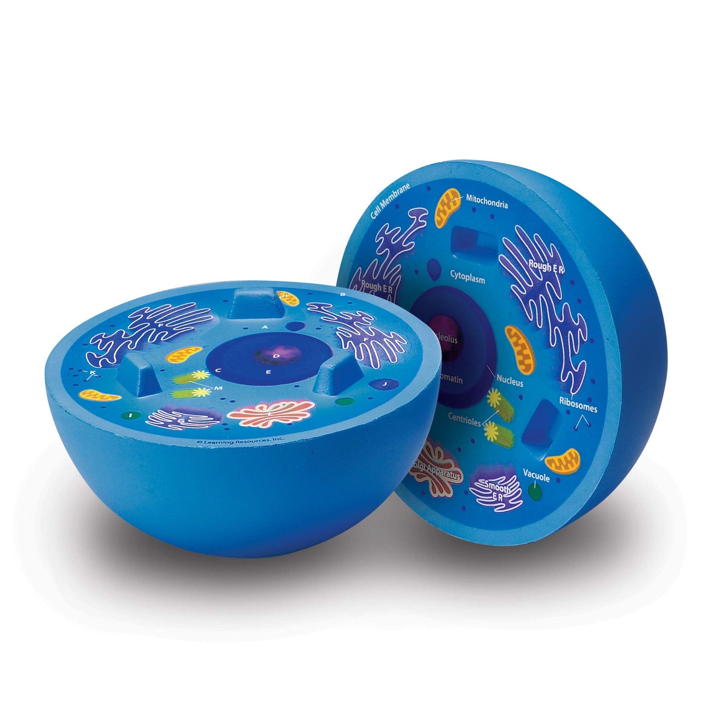 Learning Resources Cross-Section Animal Cell Model - STEM Biology Gifts, Molecular Science Activities , Microbiology ,Classroom and Teacher Must Haves, Homeschool Materials, Model Kit Tools