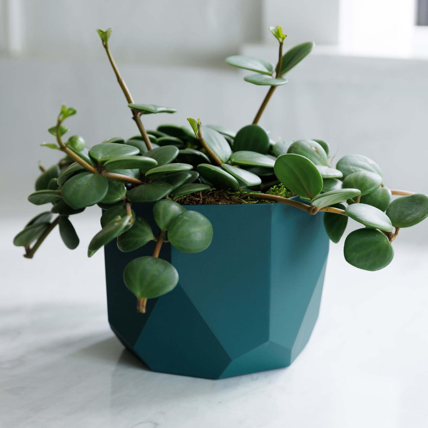 Bloem Tuxton 6" Modern Plastic Planter - Geometric Indoor/Outdoor 0.5 Gal Capacity Pot, Charleston Green