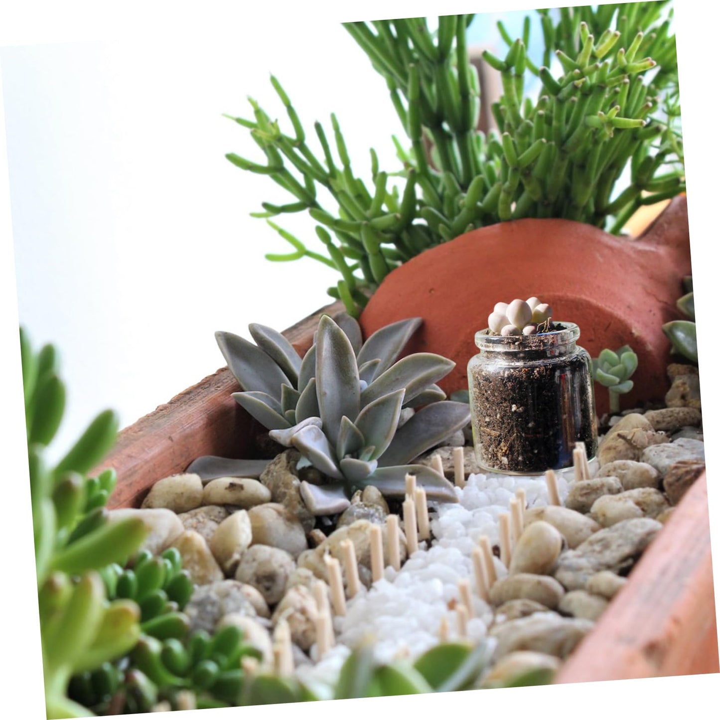 Toyvian 10pcs Mini Glass Bottles for Succulent Plants Micro Landscape Terrarium Vases for Propagation and Greenery Decoration Diameter Height for Succulents and Low Maintenance Displays