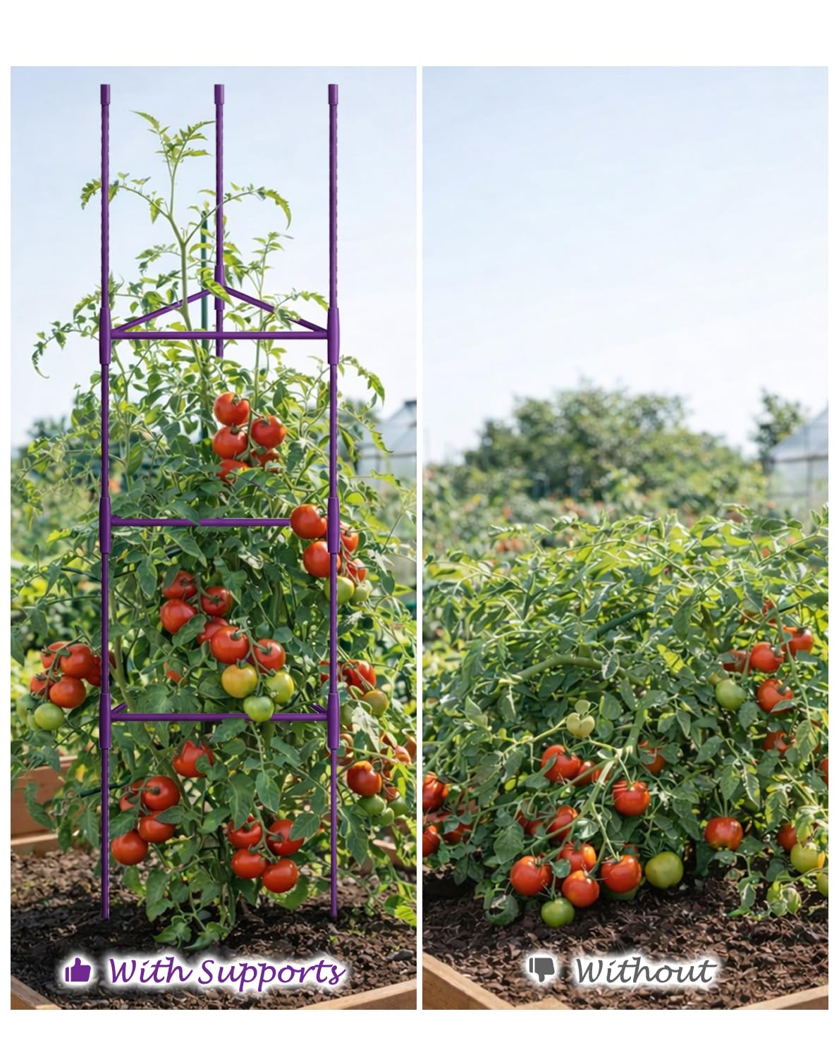 Growsun 51 inch Tomato Cage Heavy-Duty Plant Support Cucumber & Vine Vegetables – Adjustable Purple Metal Garden Trellis for Climbing Plants, Indoor & Outdoor Use, 3 Pack