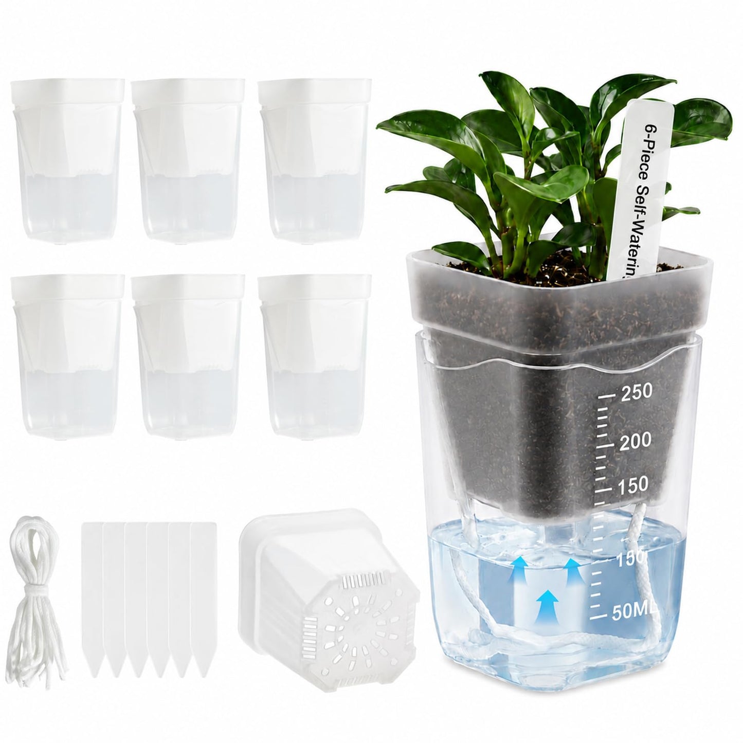 Sileasncei 6 Pack 2.5" Self Watering Seed Starter Cups, Clear Mini Planters for Indoor Plants, Help Prevent Overwatering, Promote Healthy Growth for Seedlings, Cuttings & Small Plants, with 6 Labels