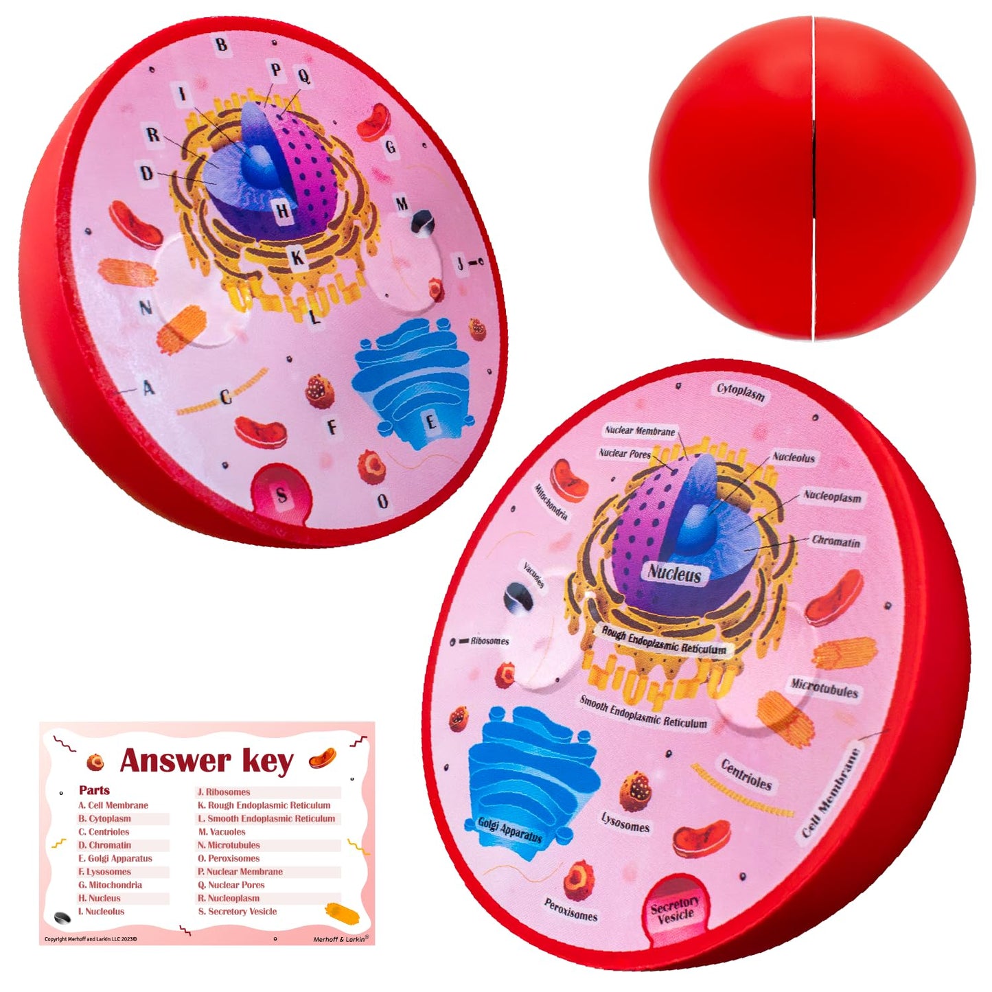 Merhoff & Larkin Animal & Plant Cell Cross Sectional Foam Models Bundle | Great for Classroom Learning, Teaching & STEM Kits | Clearly Labeled Organelles | Useful for Biology, Anatomy & Scie
