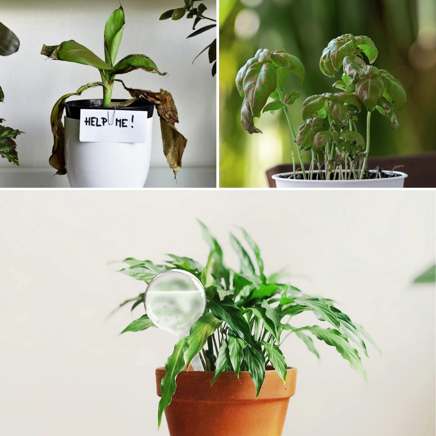 Plant Watering Globes,AOPANDA Self Watering Flower Pot Insert, Plastic Self Watering Bulbs, Large Capacity, for Indoor and Outdoor Plants, 9pcs.