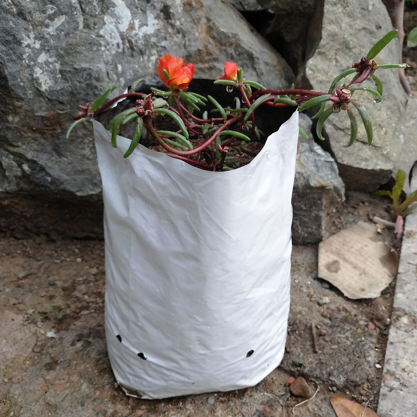 TEXALAN(R Plastic Grow Bags Poly Planters Panda Film Black and White 7 Gallon 25pcs