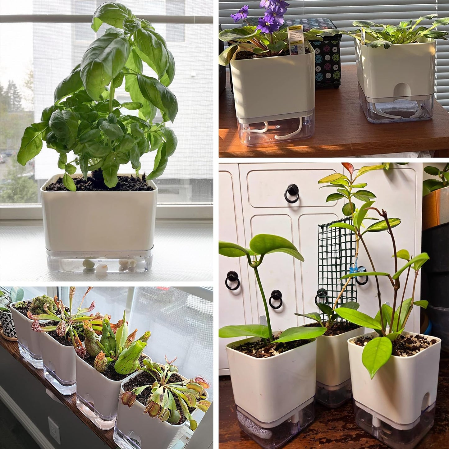 Planterhoma Self Watering Plant Pots for Indoor Plants 4.3 inch, 6 Packs Square Self-Watering Planters with Drainage Hole, White African Violet Pots for Devil's Ivy, Spider Plant, Orchid, Herb