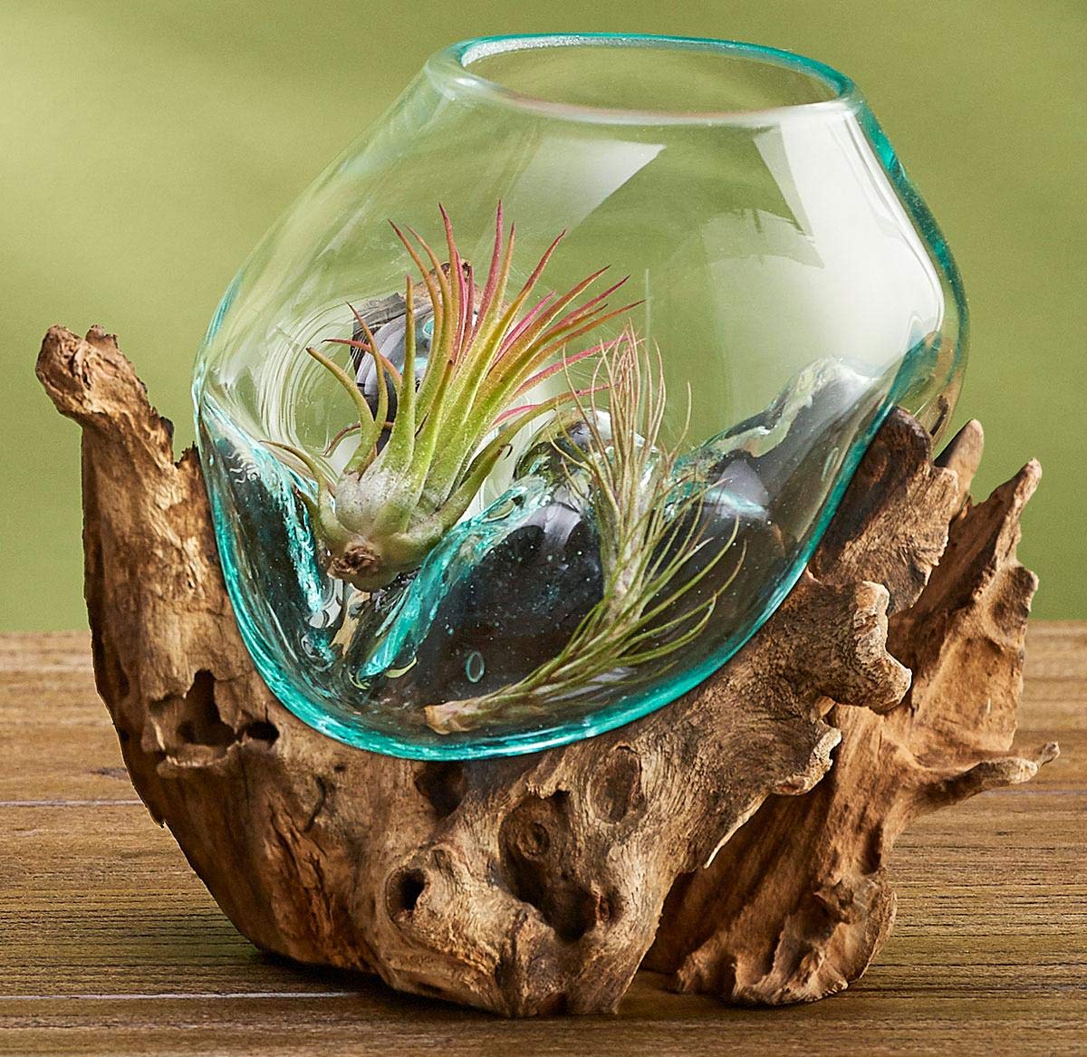 OMA Molten Glass on Driftwood – Hand-Blown Melted Glass Vase, Terrarium, or Planter for Coastal & Boho Home Décor (6"–7" High)