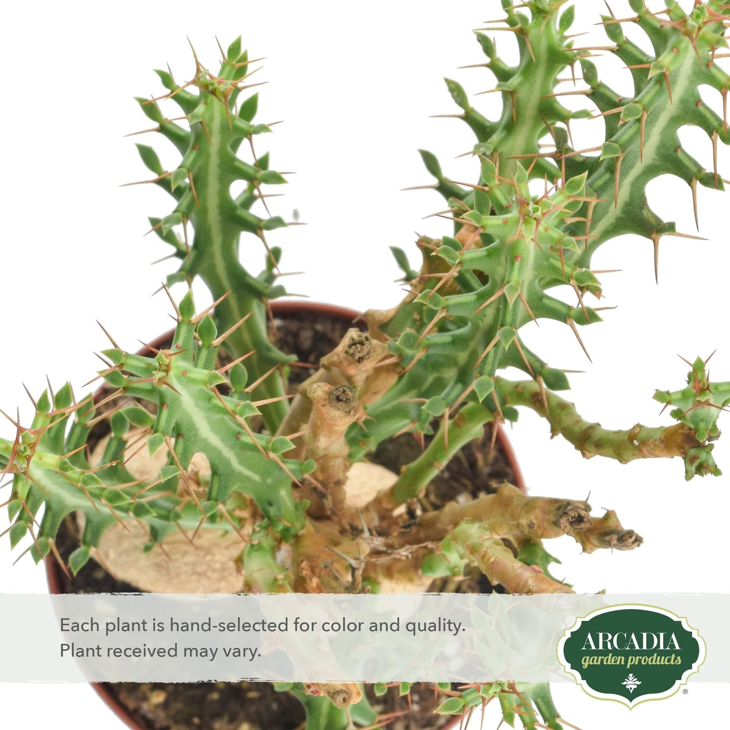 Arcadia Garden Products Live Euphorbia Knuthii Striped Green Spurge Succulent Indoor Houseplant in Plastic Pot, Tropical Plant Collector Gift for Home and Garden Decor, 4-inch, Beige