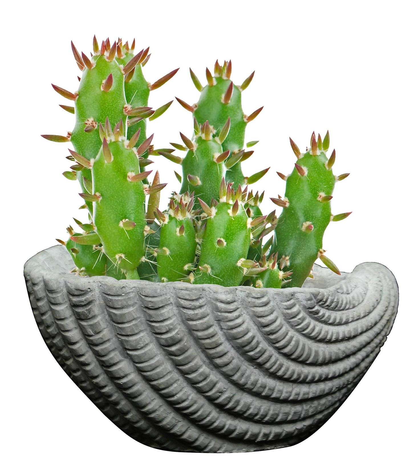 Classic Home and Garden Cement Seashell Planter, Cute Desk Decoration or Gift – Shell Planter w Drain Plug – Succulent Plant Pot for Indoor/Outdoor Beach Décor
