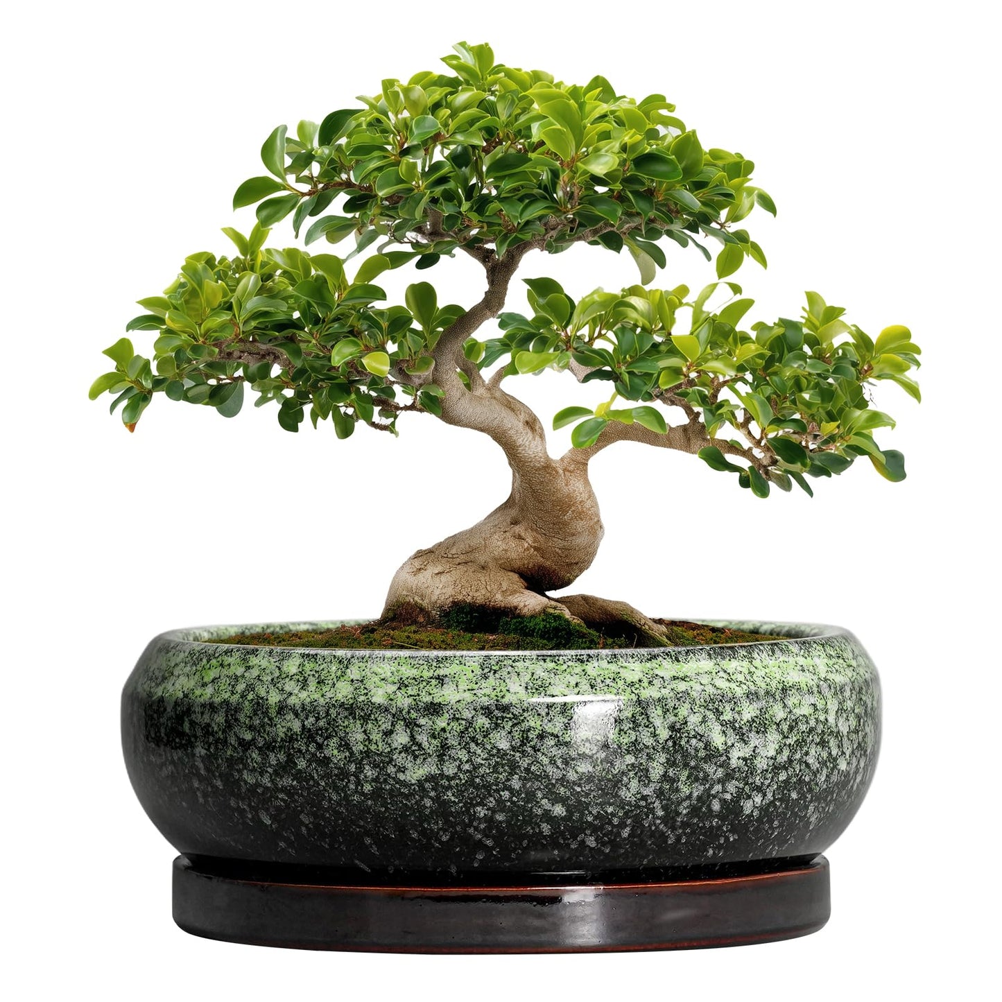 EPFamily Bonsai Pots - 13 Inch Ceramic Succulent Planters Indoor, Round Shallow Planter with Drainage Hole and Saucer, Large Succulent Pot, Bowl Planter Outdoor, House Decor, Housewarming Gift, Green