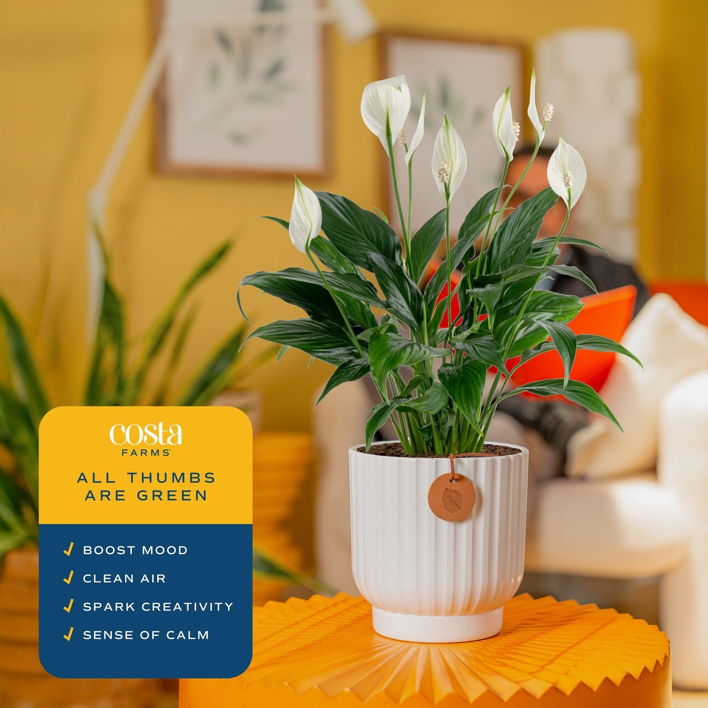Costa Farms Peace Lily Live Plant in Decorative Pot, Air Purifying Flowering Indoor Houseplant, Perfect for Home, Room, or Office Decor, Great House Warming or Birthday Gift, 14-24 Inches Tall