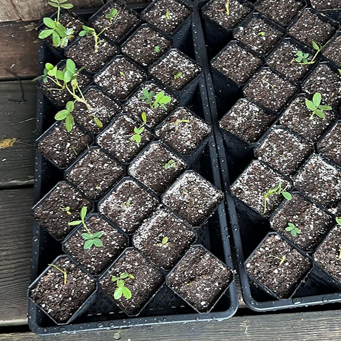 ZEONHAK 80 PCS 4 Inch Square Nursery pots, Plastic Seedling Seeds propogation Growing Pots with Trays, Post Plastic Thick Seed Start Germination for Seedling Flower, Plants, Succulents