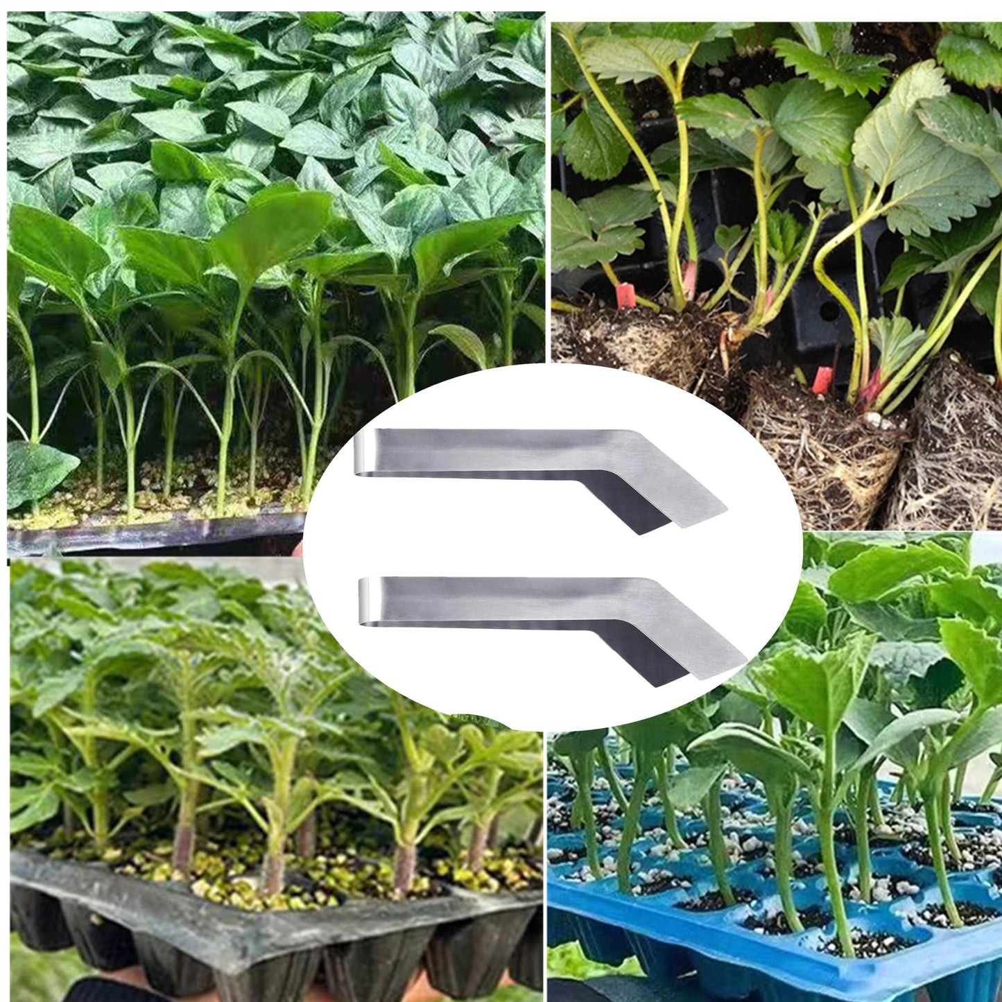 alblinsy 2 Pcs Seedling Transplanting Tongs, 6.7/8.7 inch Stainless Steel Gardening Remove Seedling Starters, Seedling Remove Pliers for Reducing Root Damage