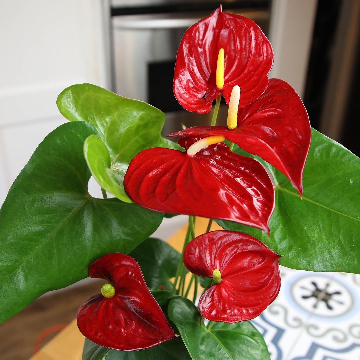 Altman Plants Red Anthurium Live Plant Decor in 6 Inch White Plastic Plant Pot, Easy to Grow Desk Plant, Easy Plant Gift, Decorative Indoor Plant, Live Anthuriums Live Plants Grown in Potting Soil Mix