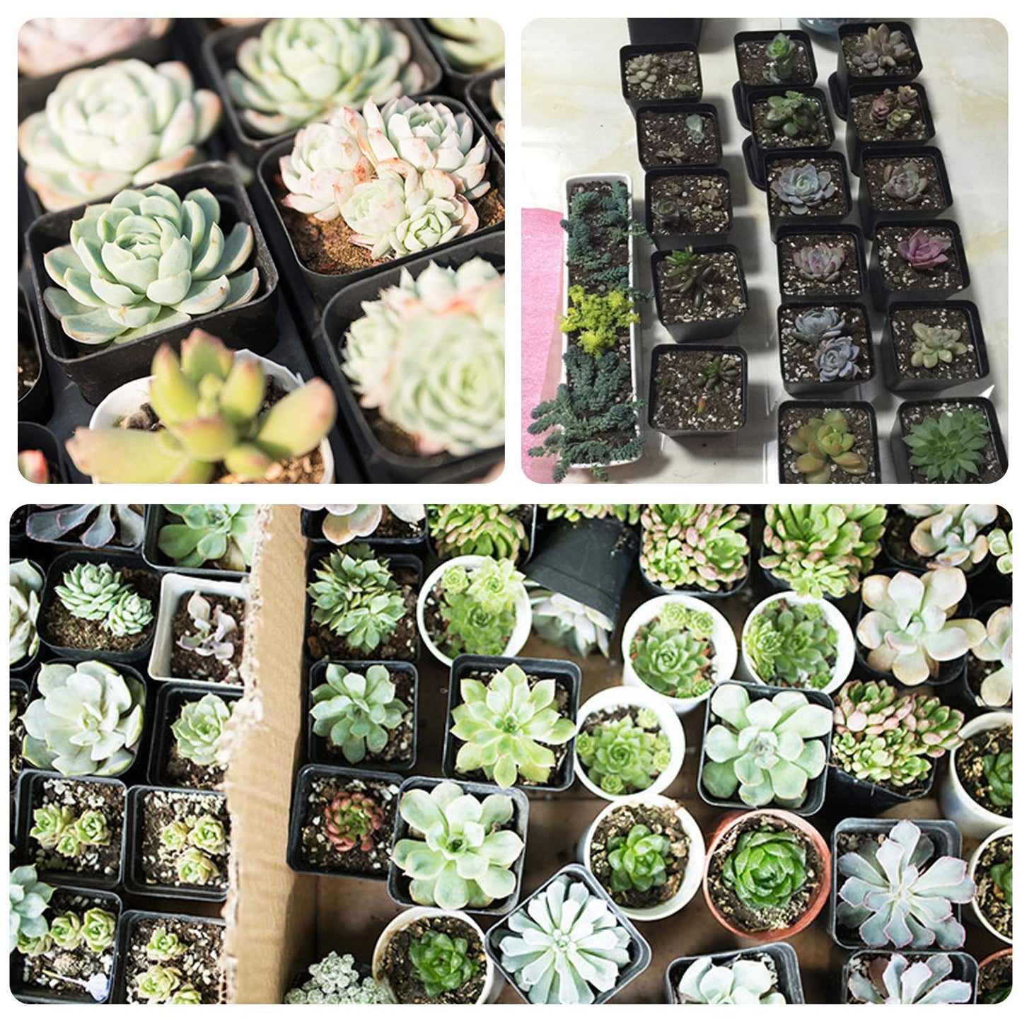 GOETOR 4 Inch Square Nursery Pots, 30 Pack Sturdy & Reusable Plastic Plant Containers Starter Pot with Drainage Holes for Seedlings, Succulents & Garden Plants, Black
