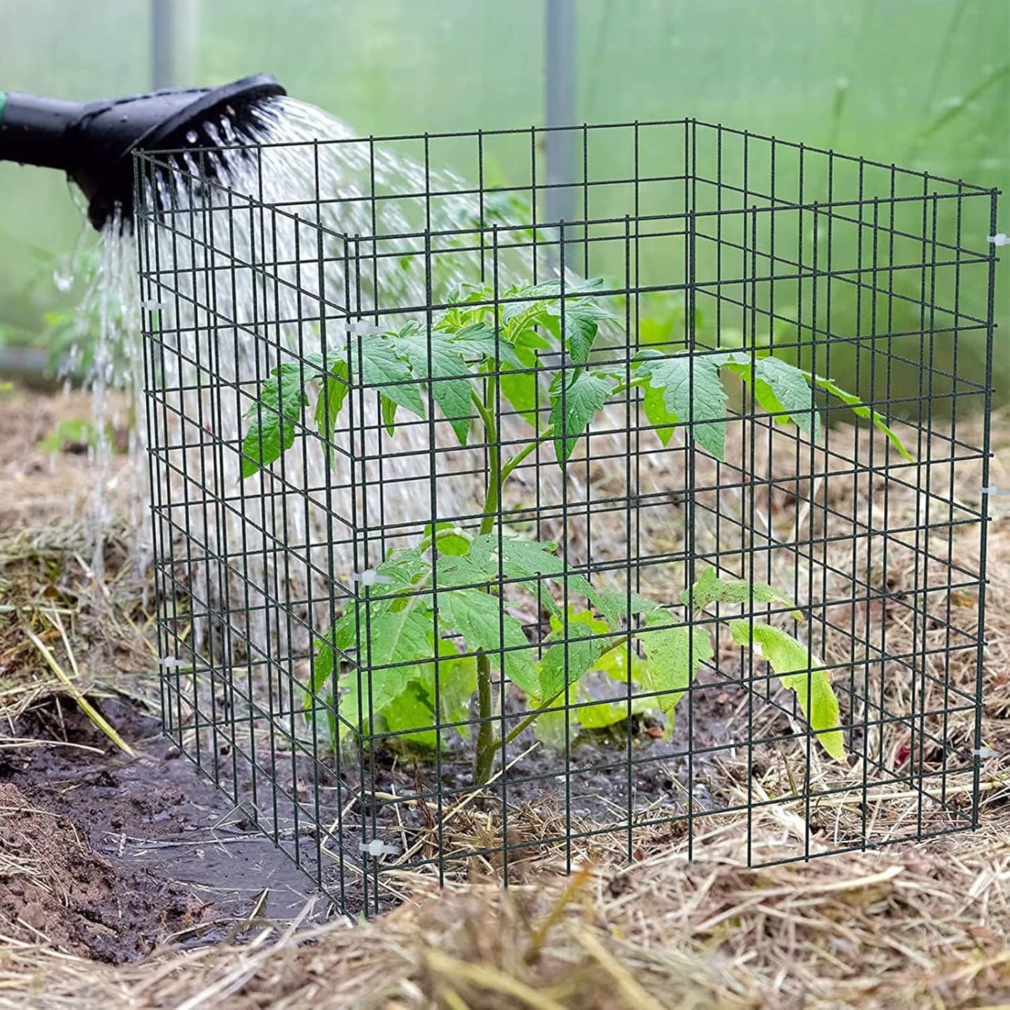 6 Pack Small Wire Plant Protectors, 24 Pieces Square Plant Protectors from Animals Mesh Plant Cage Chicken Wire Cover for Protect Plants, Garden,Shrubs and Vegetables from Animals(12x12 in)