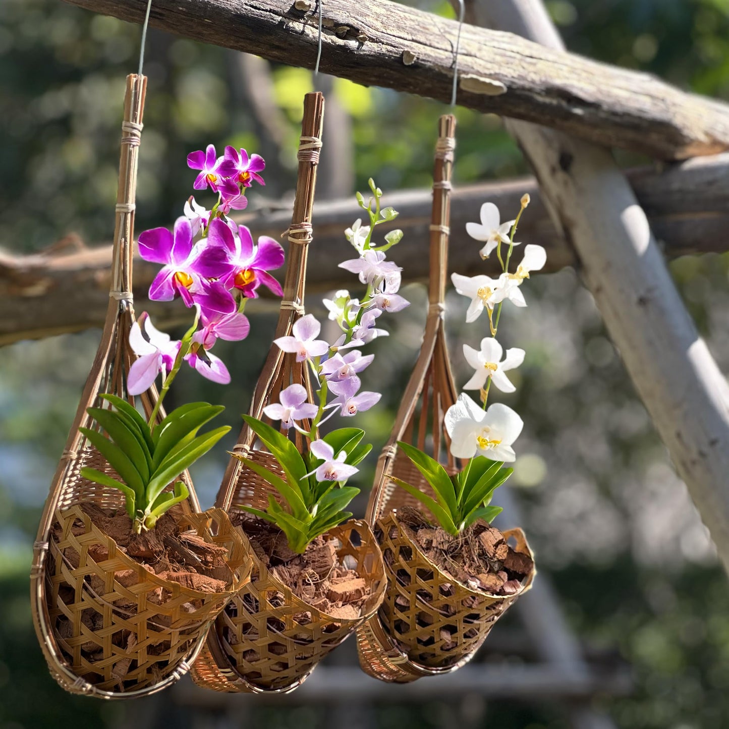 PANWA Handmade 100% Thai Bamboo Hanging Orchid Basket – 4 Inch Set of 3 for Mom & Spring Seasonal Decoration