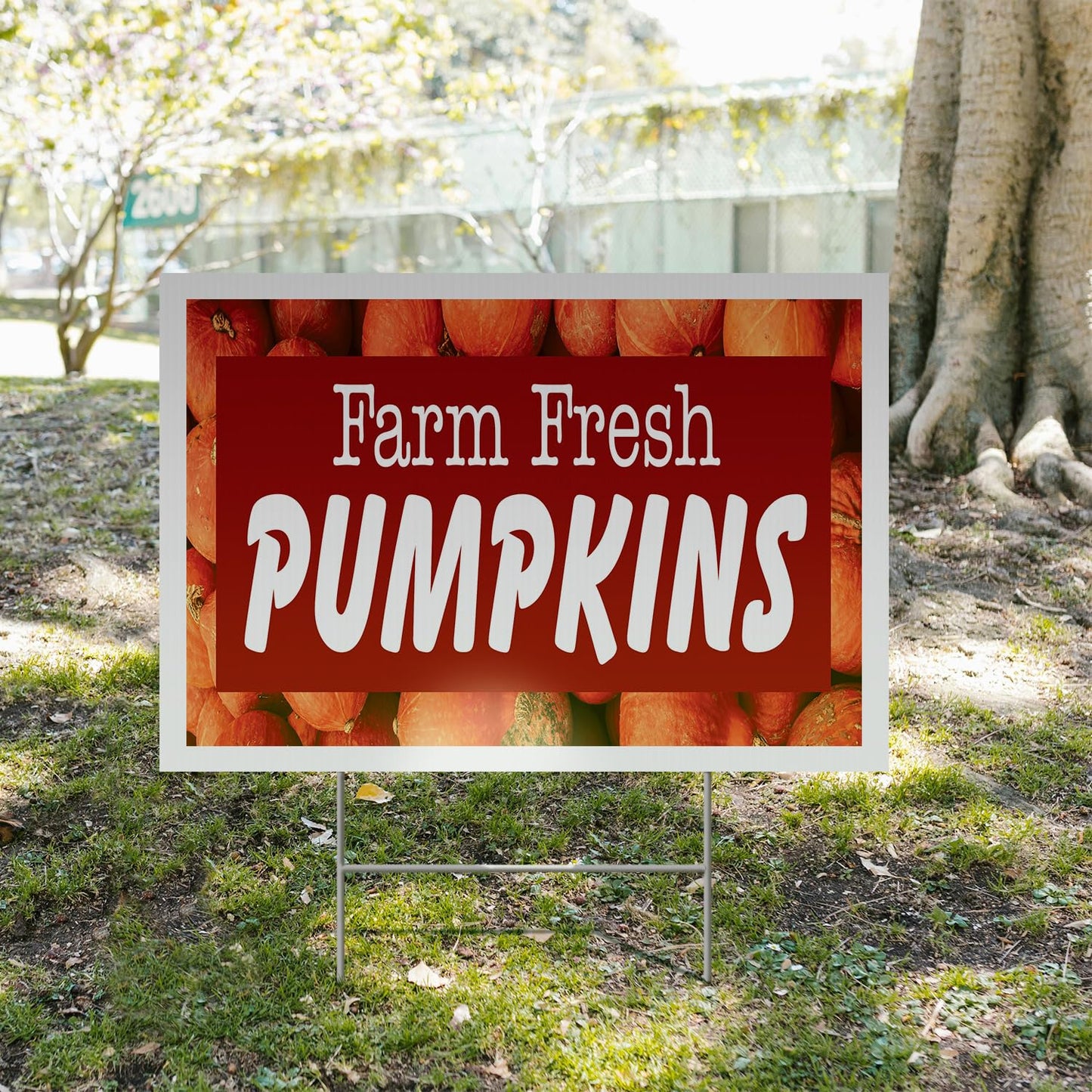 Farm Fresh Pumpkins Yard Sign 12 Inch x 16 Inch Double Sided Weatherproof Heavy-Duty Plastic with Stake | Seasonal Favorites, Local Farms, Freshly Picked | Made in USA