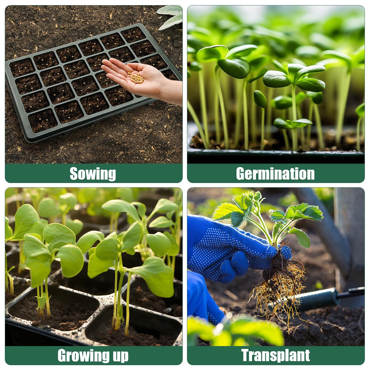 24XL Cell Seed Starter Tray with Dome, 5-Pack 2" Plug Seedling Trays (Total 120 Cells), Plant Germination Tray with Humidity Vented Lid and Base, Mini Propagator Plant Greenhouse for Seed Growing