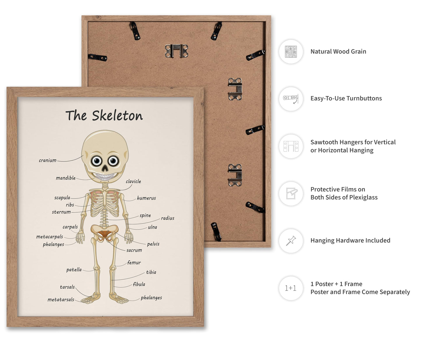 Poster Master The Skeleton Poster - Human Skeleton Print - Learning Materials Art - Science Art - Gift for Students & Teacher - Fun Decor for Classroom, Library or Nursery, 11x14 Beige Framed