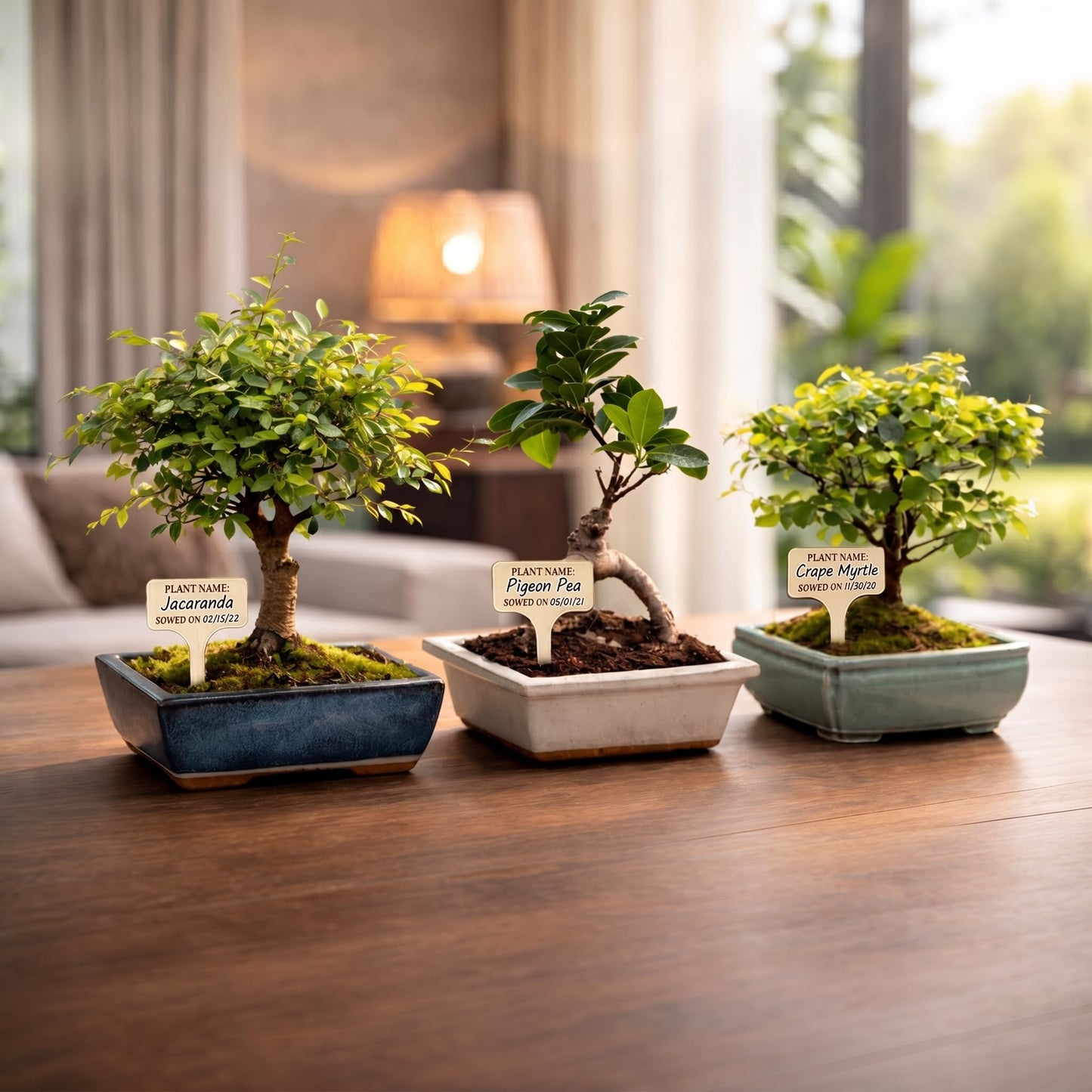Avergo Bonsai Starter Kit – Growing Jacaranda Bonzai Tree | Complete Indoor Tree Kit for Growing Plants with Tools & Planter – Gardening Gifts for Mother, Women & Men