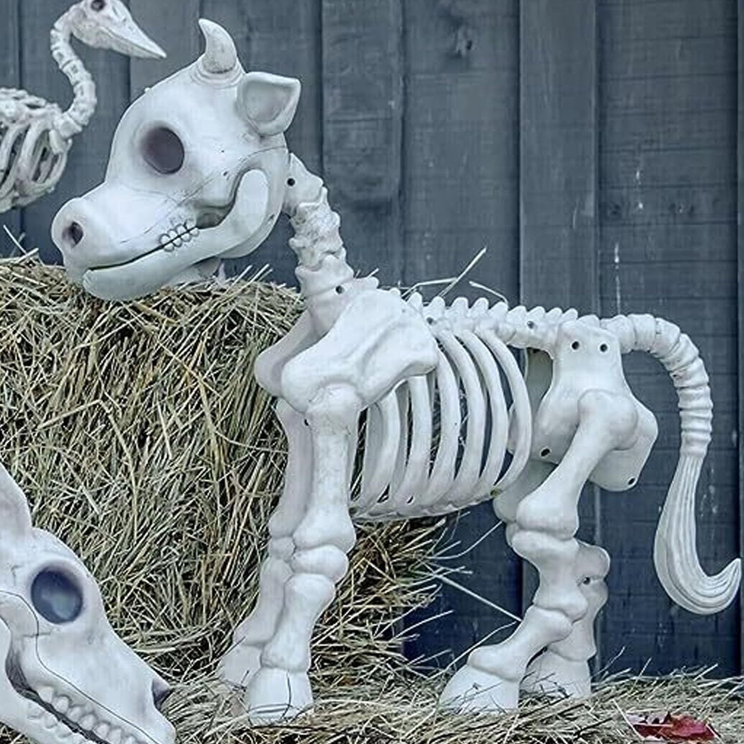 Kuuleyn Halloween Cow Skeleton Decoration,Skeleton Halloween Decoration,Animal Skeletons Innovative Fun Waterproof Resin Cow Skeleton Statue for Outdoor Garden Patio