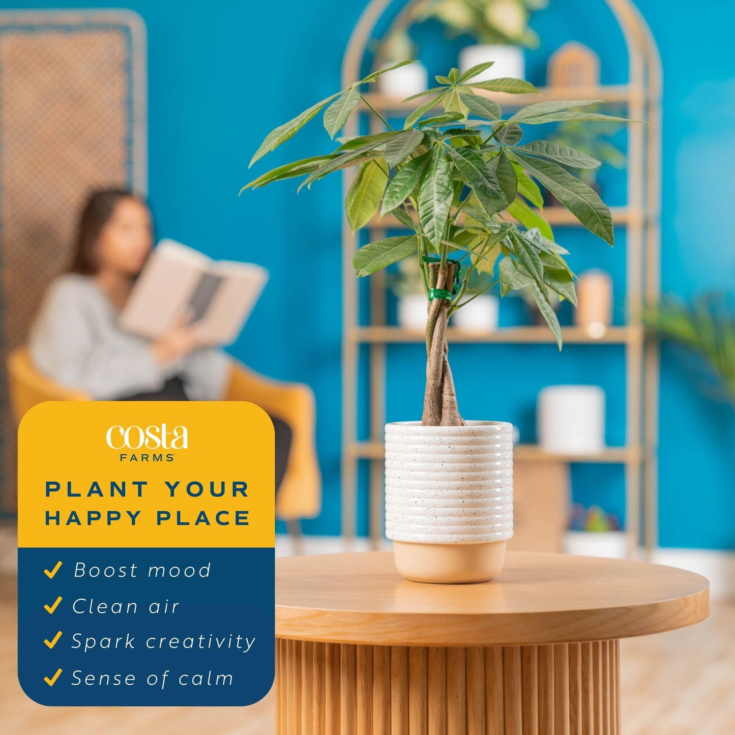 Costa Farms Money Tree (Pachira Aquatica) Live Indoor Bonsai-Style Plant, 12-16 Inches Tall, Braided Trunk Houseplant in Decorative Pot, Easy Care Pet-Friendly Decor