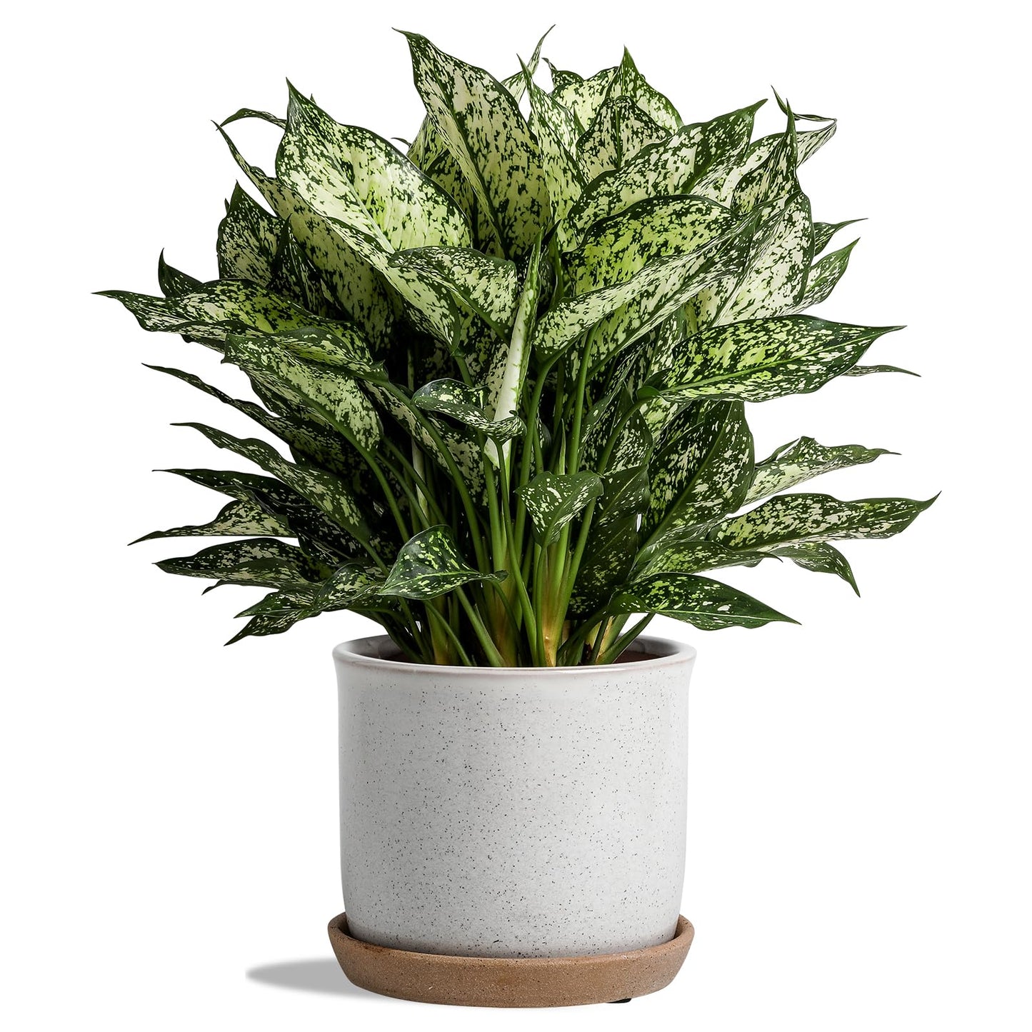 Chubacoo 5.8 Inch Plant Pot: Ceramic Planter with Drainage Hole & Saucer for Indoor Outdoor Plants - Flowerpot with Bonded Tray for Home Office - Retro Style, Grey