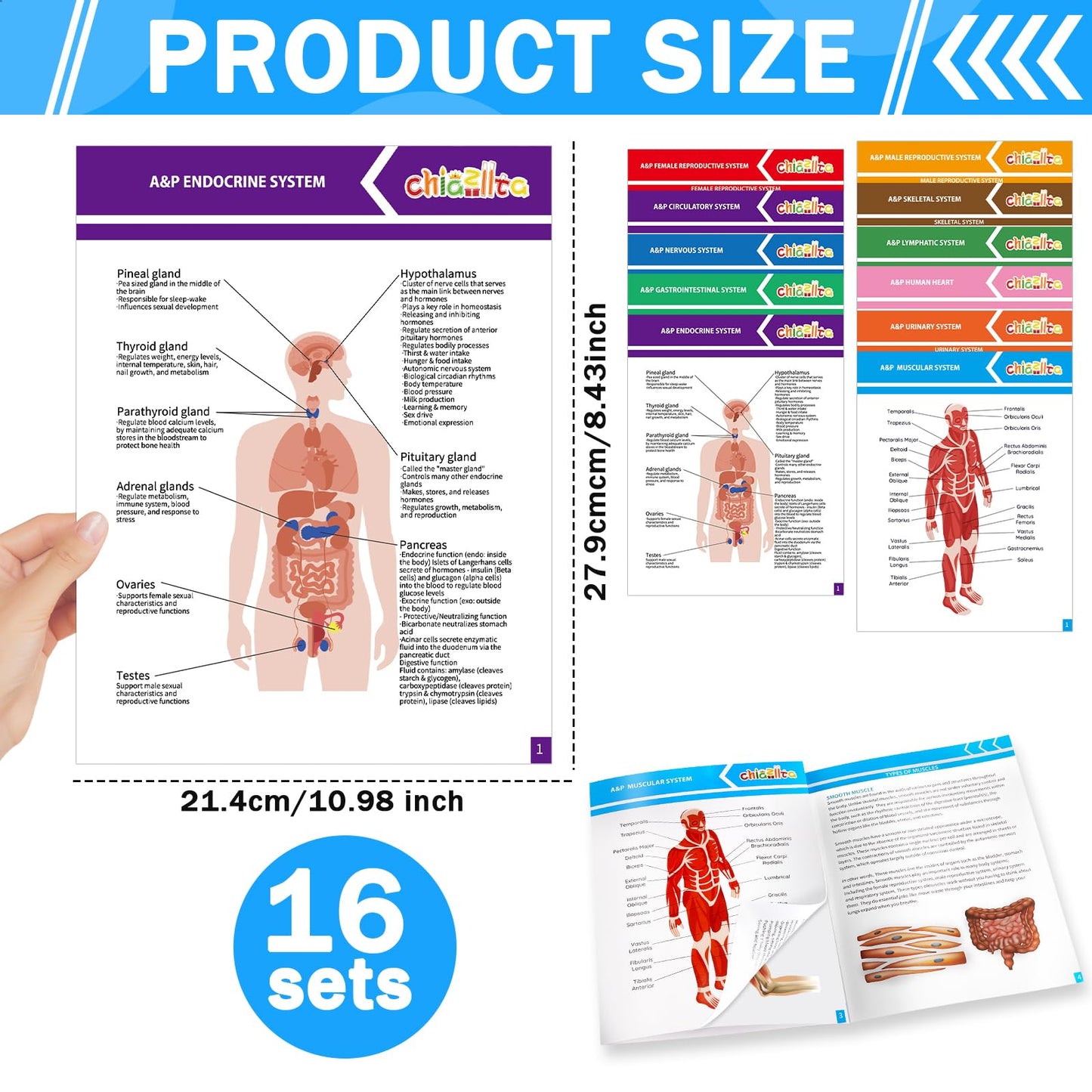 chiazllta 16 Pack Anatomy & Physiology Study Guides Set Human Body Systems Anatomy Study Tools Educational Charts Nursing School Success Bundle for Paramedic Medical School Students