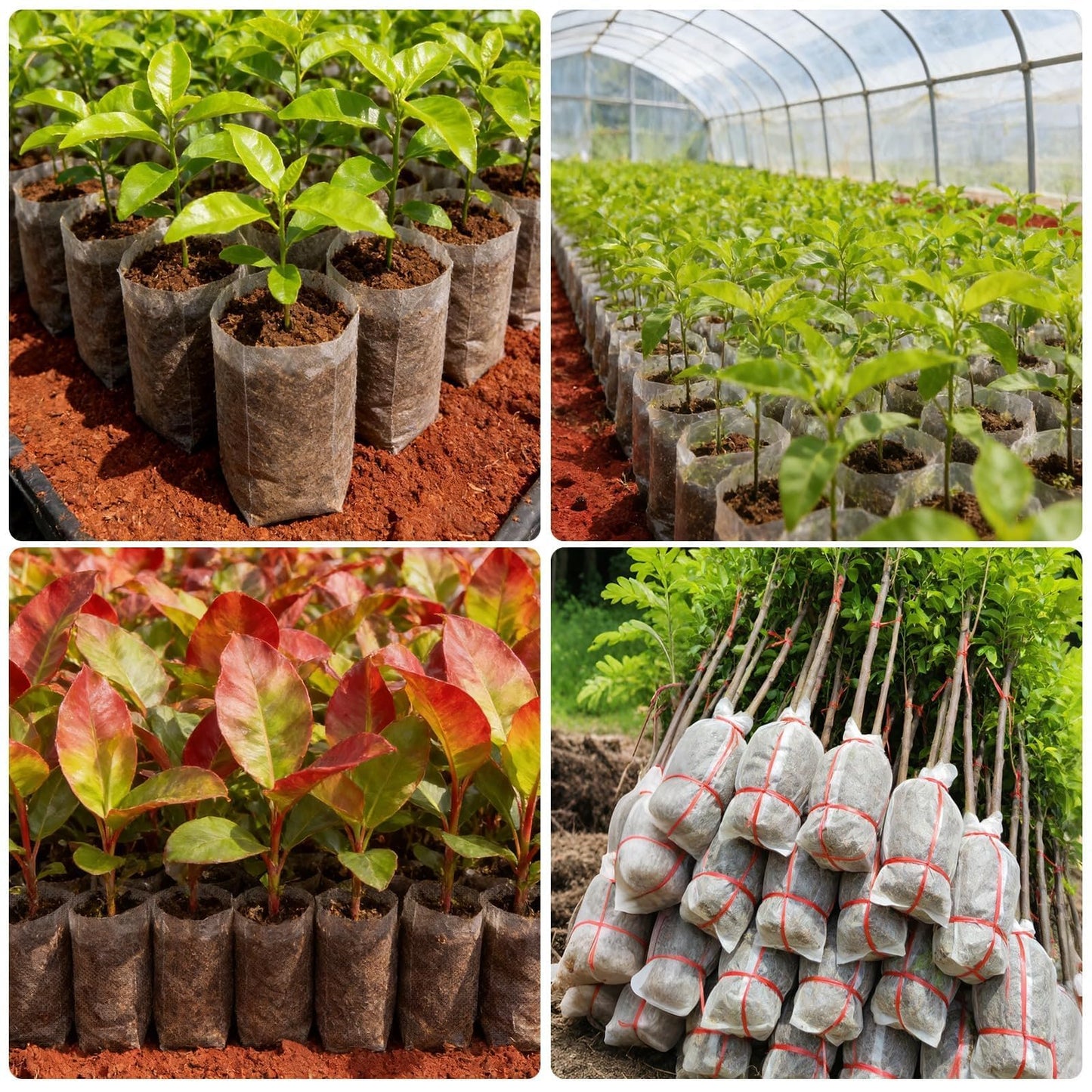 Augshy 100 Pcs Nursery Growing Bags, 7.5x11.6 inch Breathable Non-Woven Plants Grow Fabric Plant Grow Bags for Vegetable Seed Starter Home or Outdoor Garden Supply