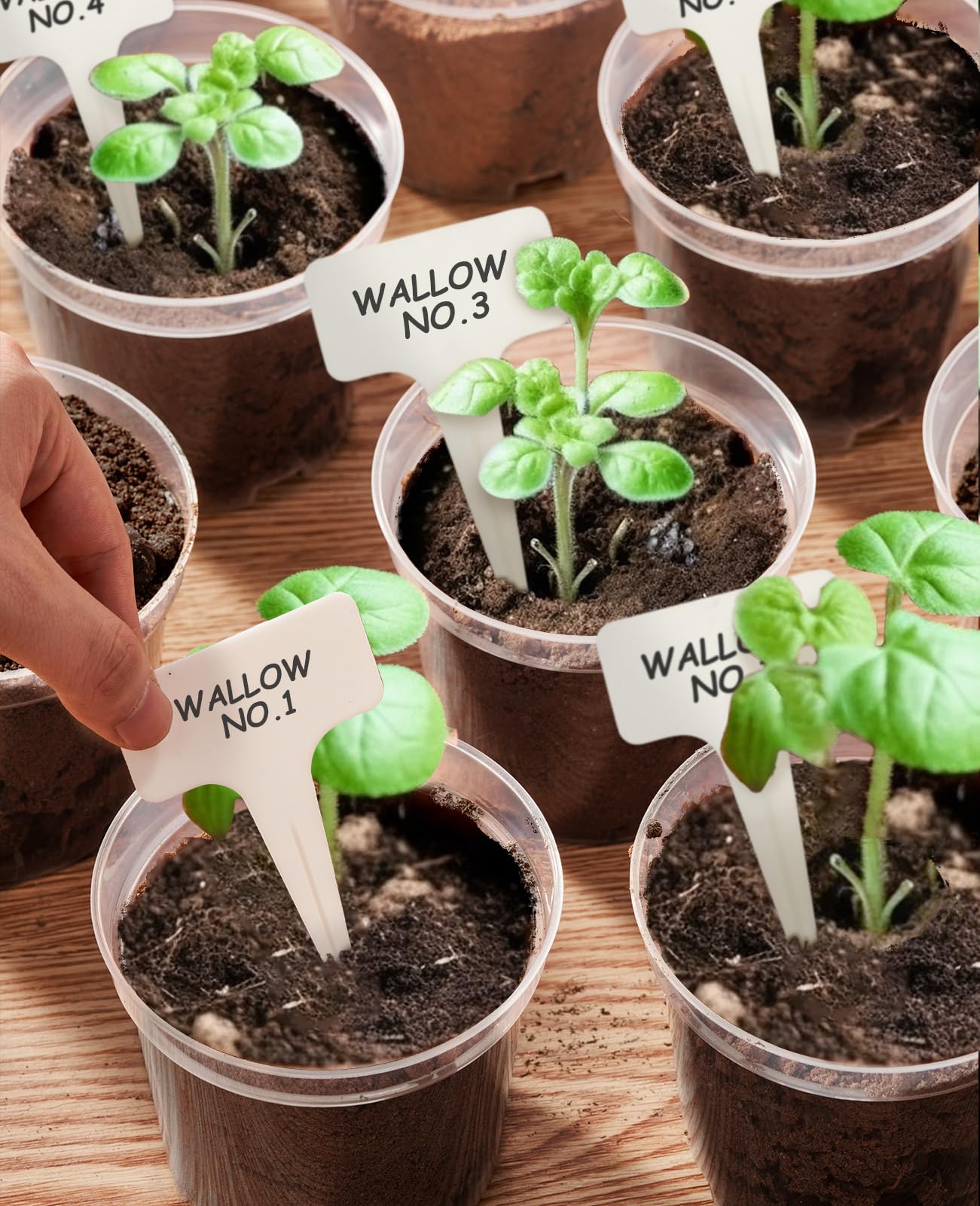 homenote Clear Nursery Pots for Plants,4 Inch Plant Pot for Planting Plastic Seedling with Drainage Holes Seed Starter Flower High Transparency with 20 Labels (30 Pack)