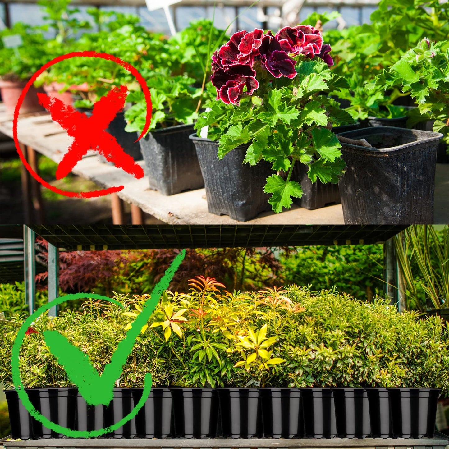 Eaasty Flexible Plant Nursery Pots Thickened Plastic Seedling Pots Soft Plastic Flower Pots Seed Starting Plant Containers with Drainage Hole for Cuttings Transplanting Planter (150 Pcs, 5 Inch)