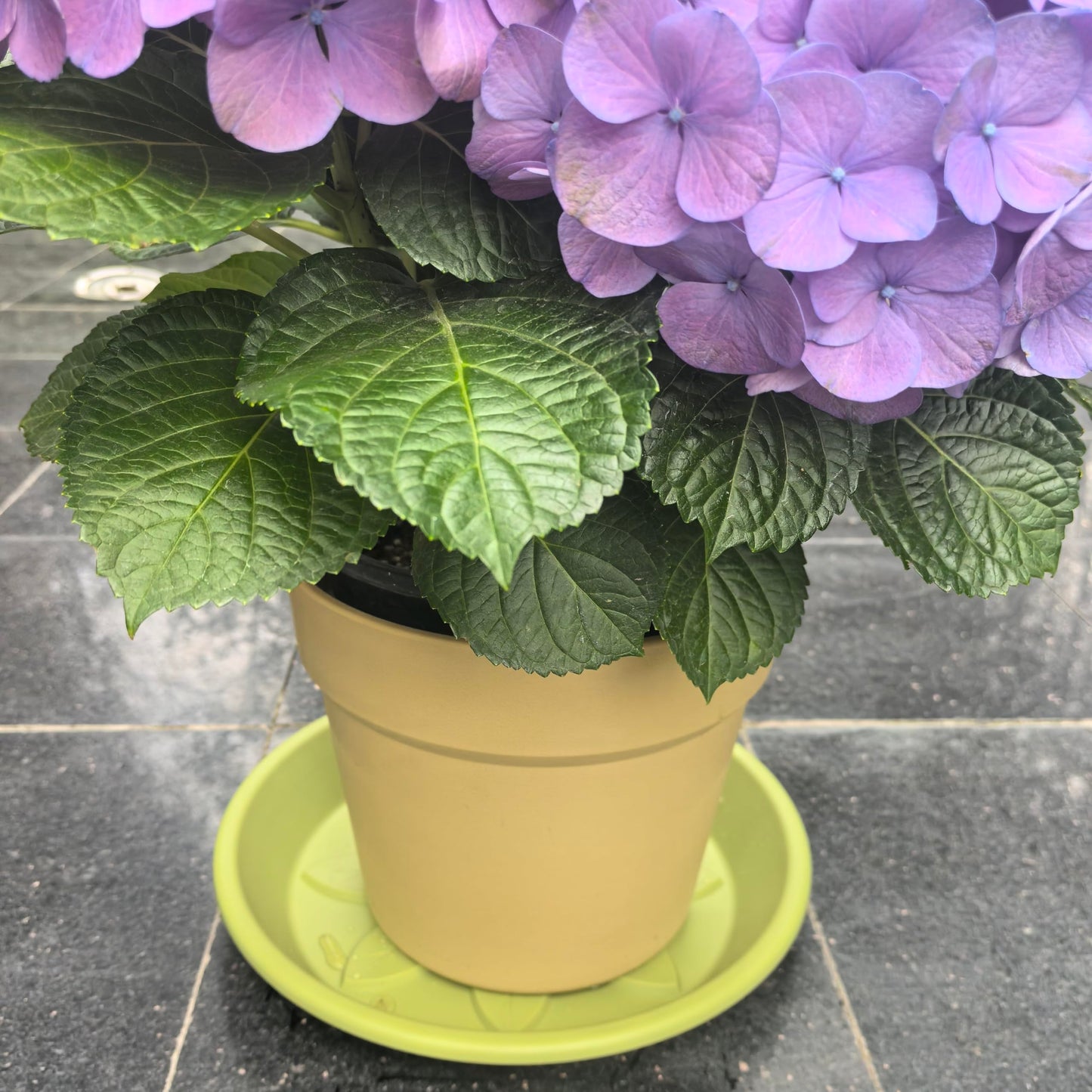 Heavy Duty Light Green Plant Saucer, Deep Waterproof Garden Drip Tray, Stylish Leaf Pattern Round Pot Base For Home Indoor Outdoor Planters, plant water catcher tray, trays for plants 10 Inch
