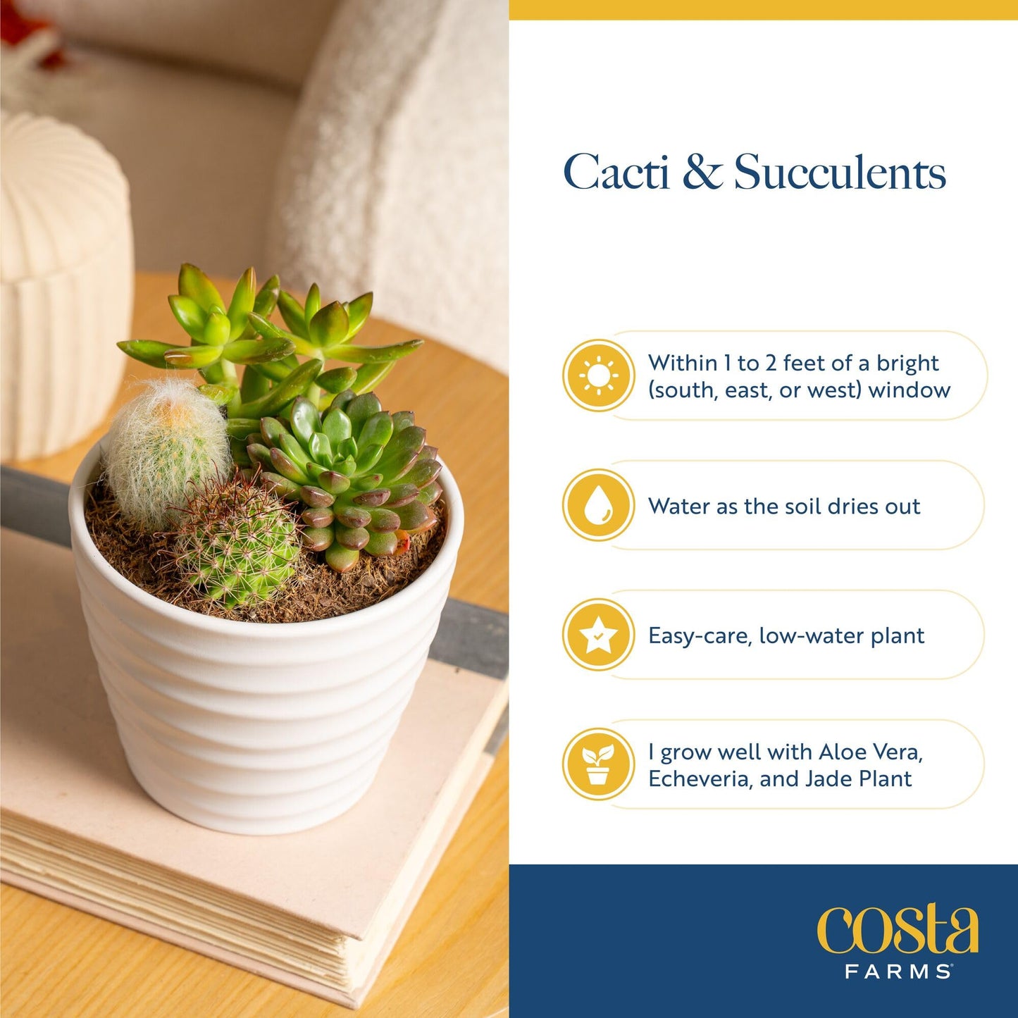 Costa Farms Mini Succulent Live Plants in Cute Pots, Easy to Maintain Indoor Succulents, Houseplants for Home or Office Decor, House Warming or Birthday Gift, 2-3.5 Inches Tall, Pack of 3