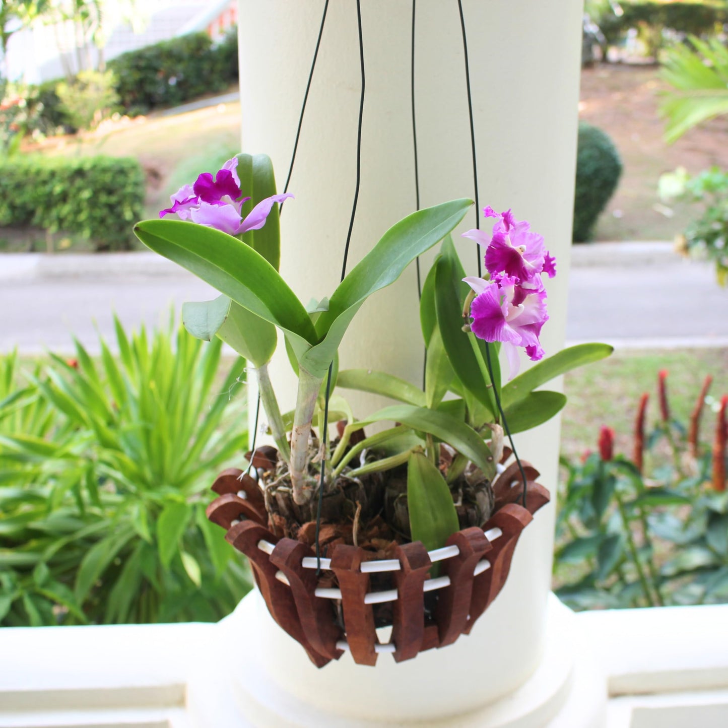 DESQUIGGLE Set of 12 Hanging Wires for Orchid Baskets and Hanging Planters, 31 Inches Long with Strong Steel Hooks and Covered in Light Green Plastic