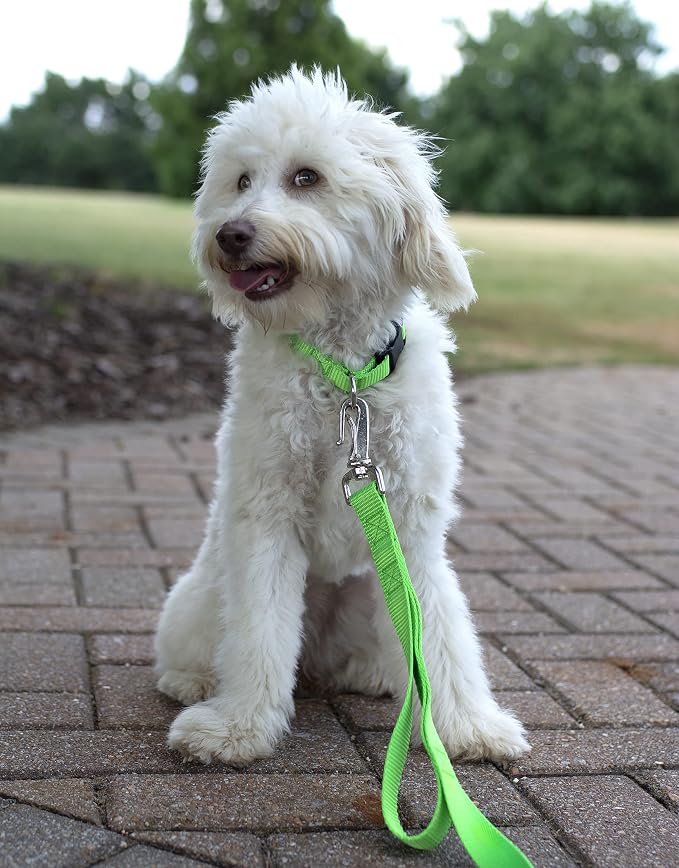 Country Brook Petz - Everyday Nylon Dog Collar and Leash - 10+ Cool Colors (3/8 Inch, Extra Small, Hot Lime Green)