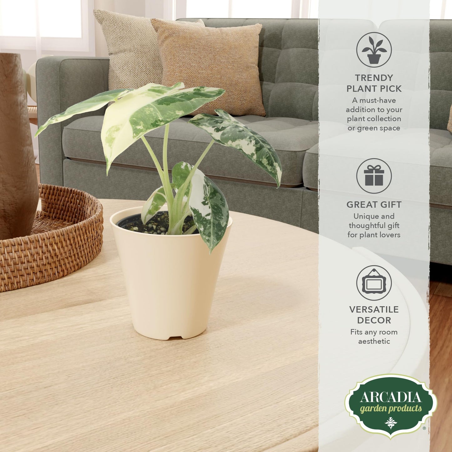 Arcadia Garden Products Live Frydek Variegated Alocasia Rare Indoor Houseplant in Plastic Pot, Tropical Plant Collector Gift for Home and Garden Decor, 4-inch, Beige