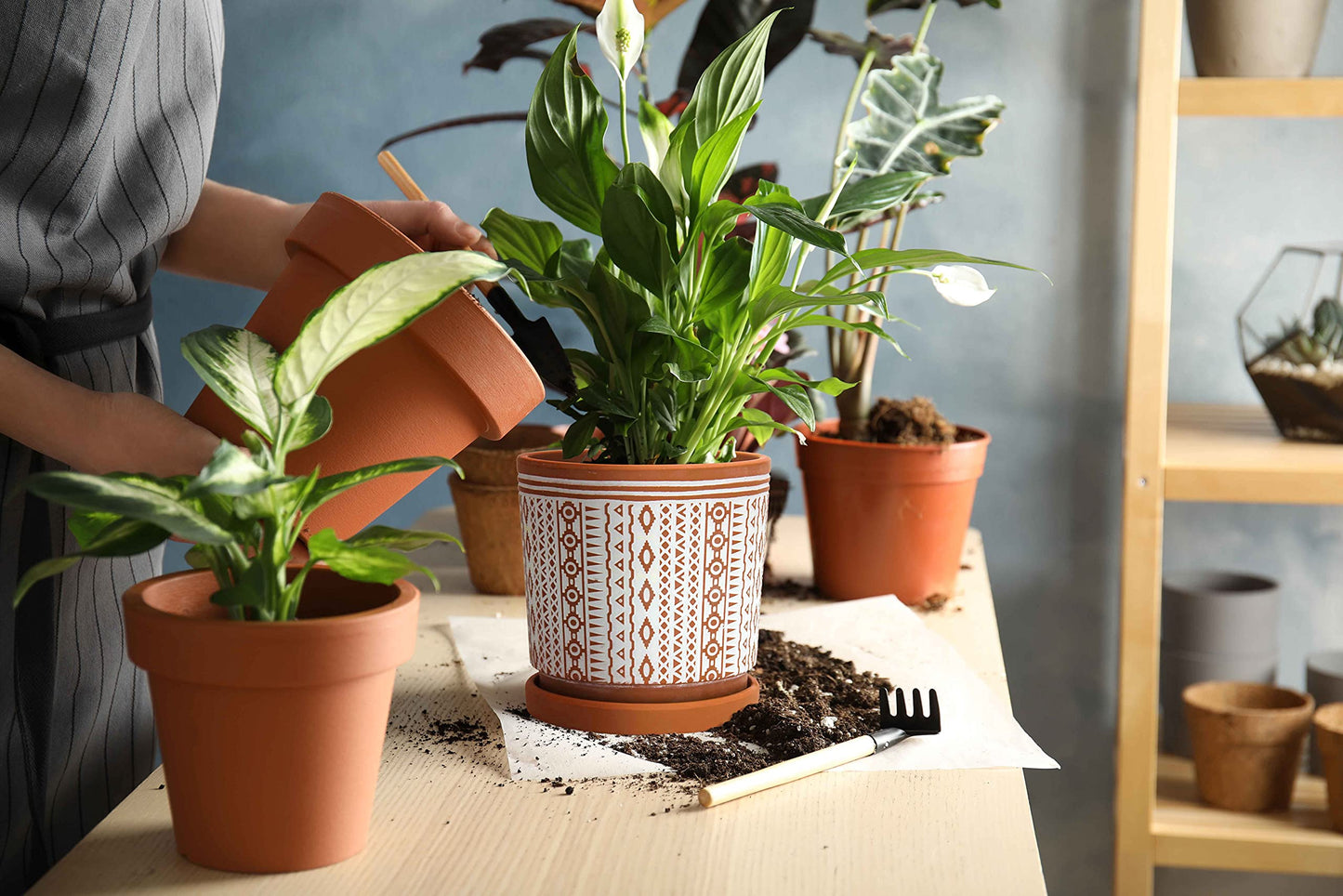 D'vine Dev Set of 2 Terracotta Pots, 6.5 Inch & 8.2 Inch, Planter Pots for Plants with Drainage Holes and Saucers, Terracotta/White, Medium, 34-958-A-1