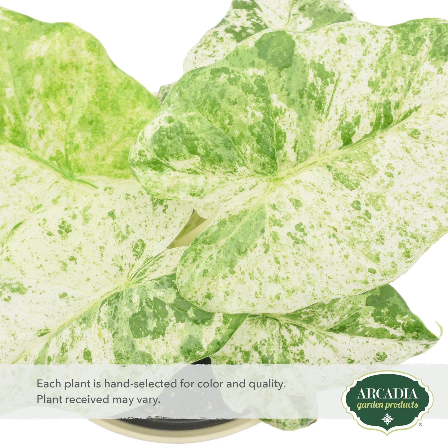 Arcadia Garden Products Live Odora Batik Alocasia Variegated Rare Indoor Houseplant in Plastic Pot, Tropical Plant Collector Gift for Home and Garden Decor, 4-inch, Beige