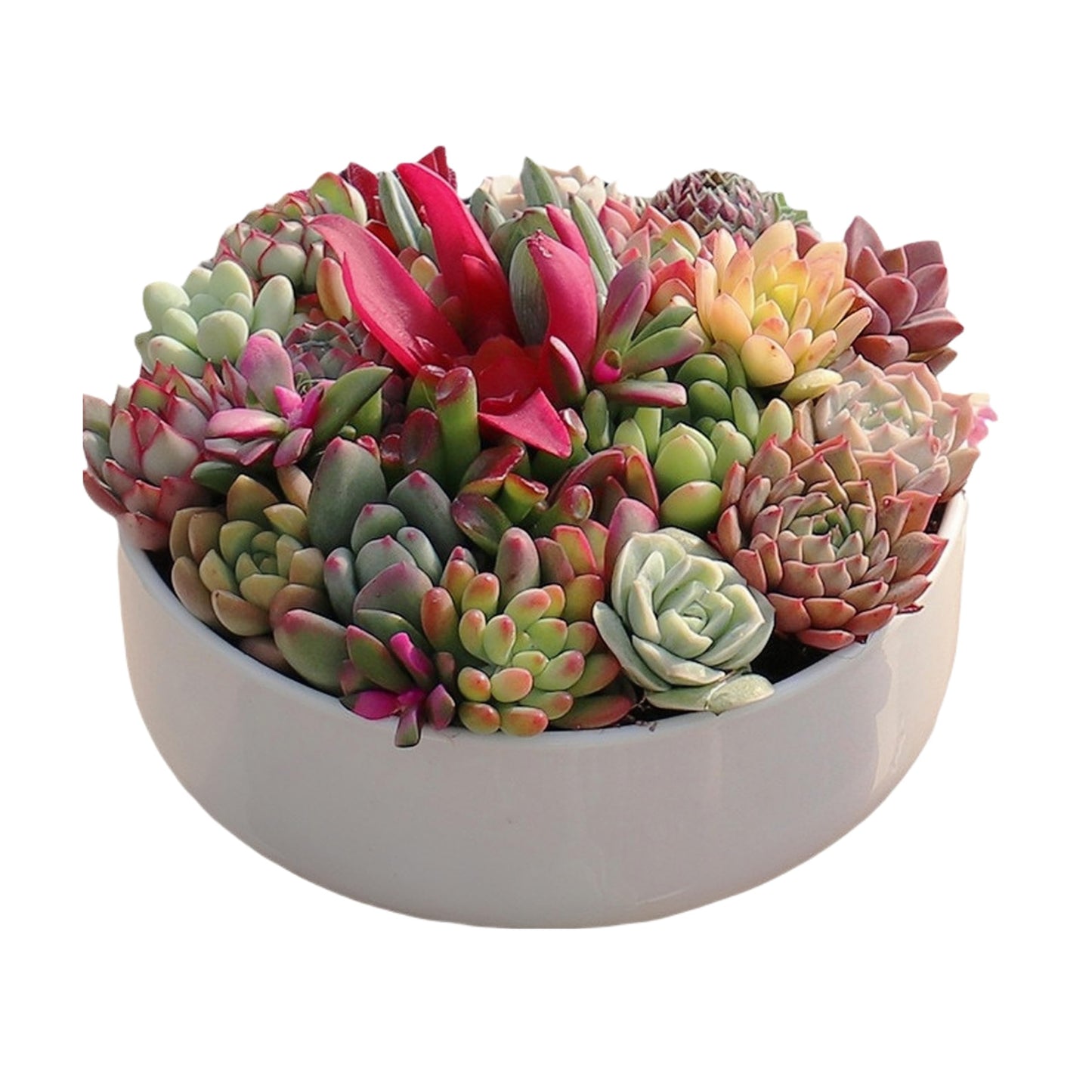 SJBAG Cute Circular Ceramic Home Garden Decoration Succulent Cactus Flower Pots Container with Tray -Plant Not Included (6 Inch White)