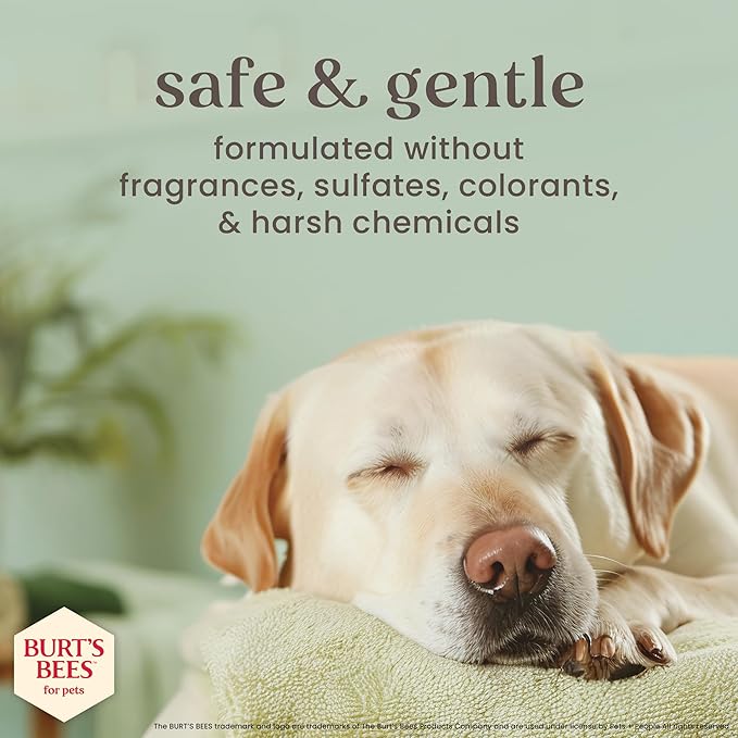 Burt's Bees for Pets Deodorizing Shampoo for Dogs, Manuka Honey & Charcoal, Reduces Odor, 95%+ Natural Origin, No Sulfates, Parabens or Phthalates, Leaves Milk & Honey Scent, 16 Fl Oz