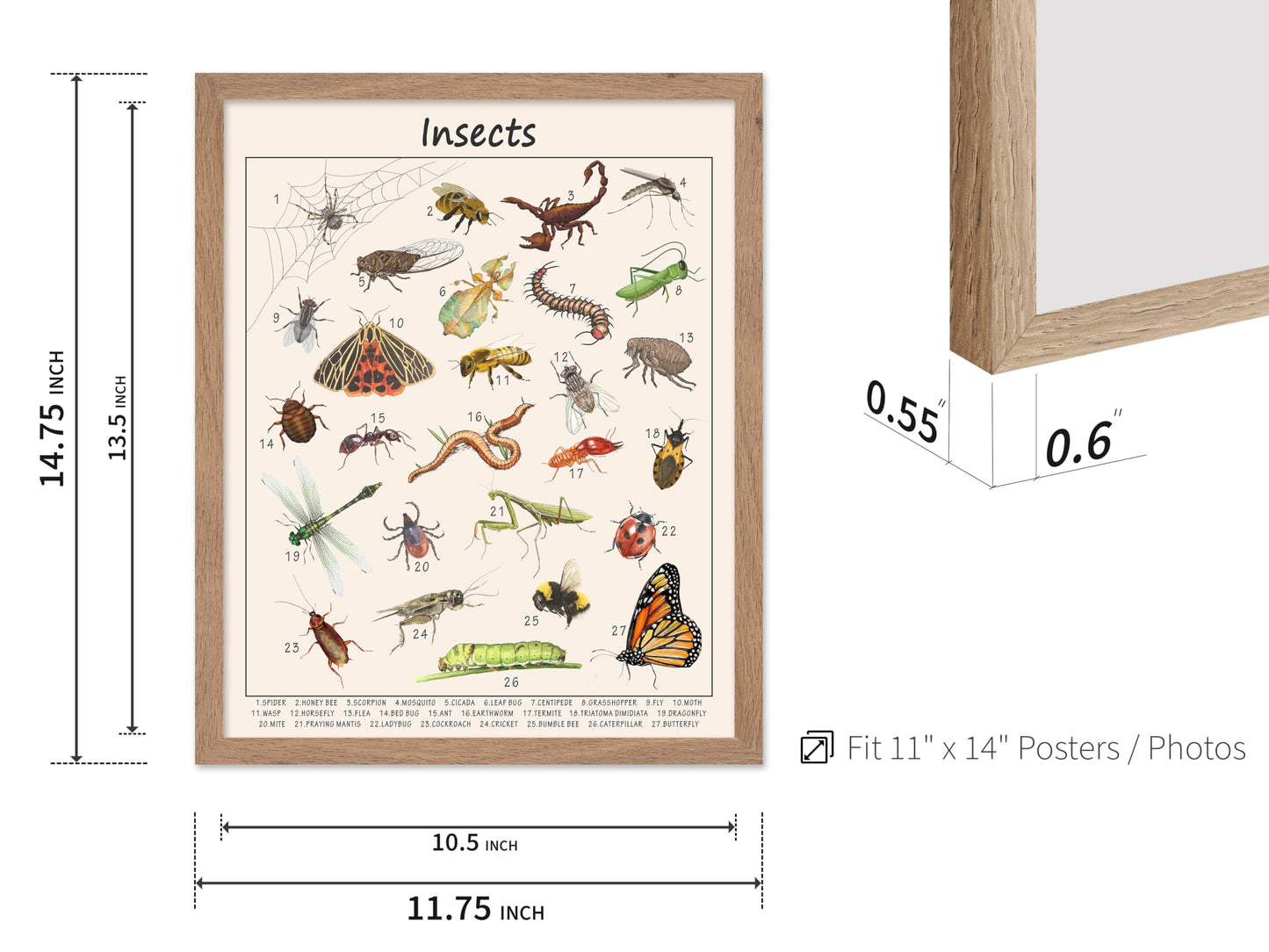 Poster Master Insects Poster - Educational Print - Learning Materials Art - Animal Art - Gift for Kids, Students & Teacher - Great Decor for Playroom, Classroom or Library, 11x14 Beige Framed