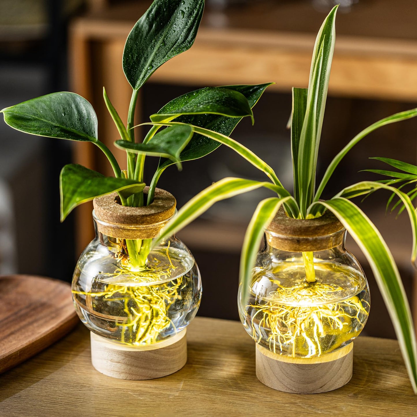 Propagation Stations, Plant Propagation Station with Light Base, Glass Propagation Vases, Hydroponic Vase for Plants, Glass Terrarium for Home Office Windowsill Tabletop Decoration (2)
