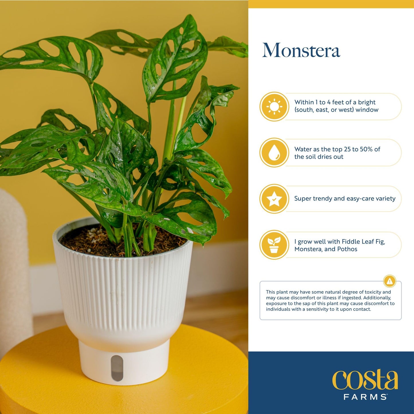 Costa Farms Little Monstera Plant, Easy to Grow Houseplant, Live Indoor Plant Potted in Cute Garden Plant Pot, Potting Soil, Housewarming Gift, Home, Office, and Tropical Room Decor, 12-Inches Tall