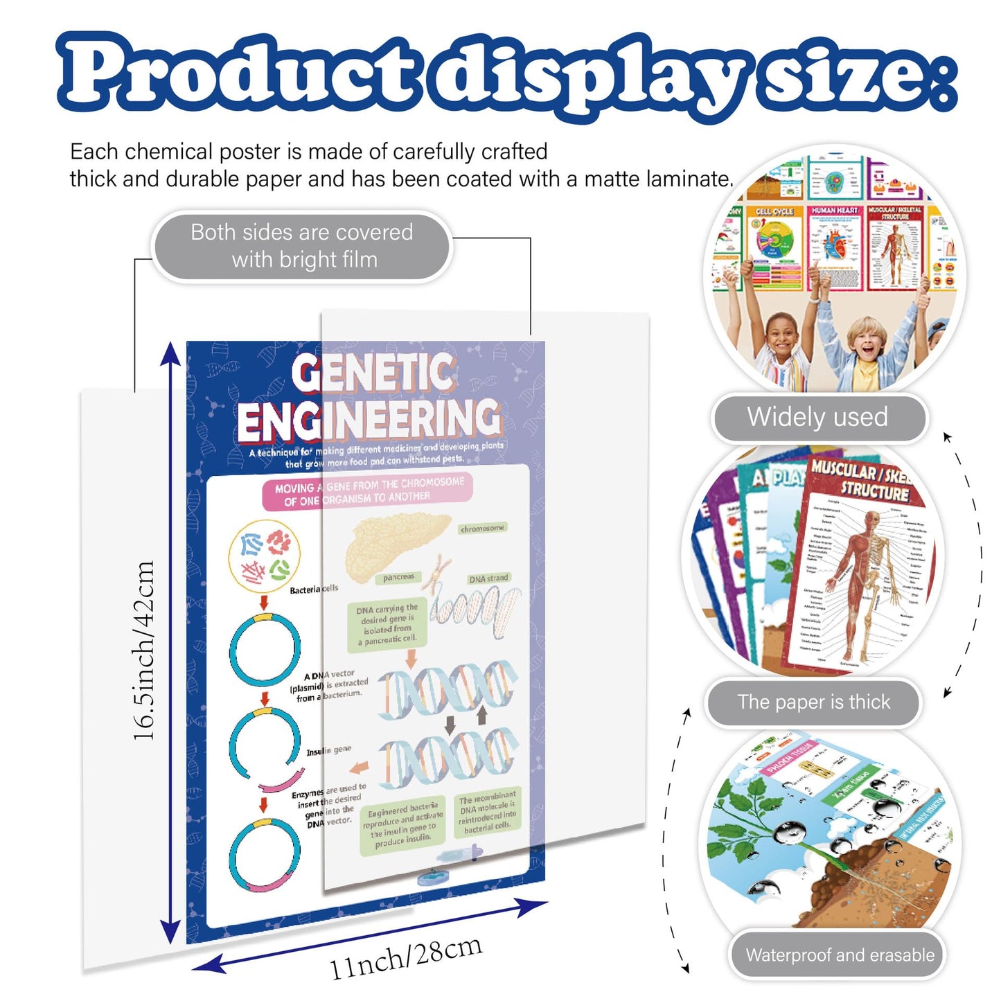 Sruchy 18 Biology Posters for Classroom, 11x17in Botany Human Life Science Educational Posters for Homeschool and Classroom Decor - Clinic Office, Home Washroom, Biology Lab, Teaching Gifts